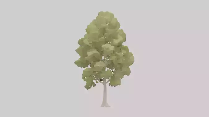 Poplar tree model