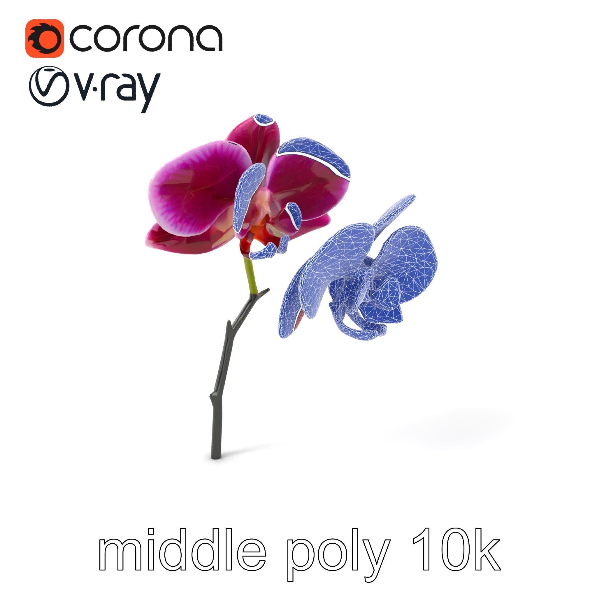 Elegant Cymbidium Orchid Flowers 3D Model Pack Low-poly 3D model_5