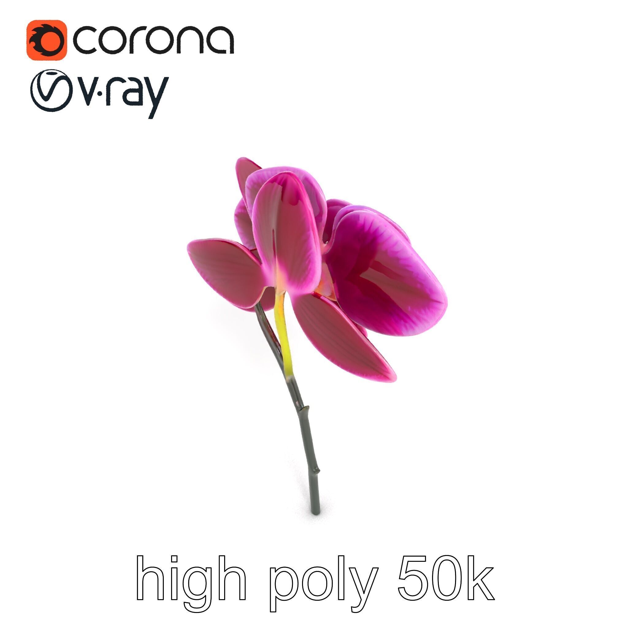 Elegant Cymbidium Orchid Flowers 3D Model Pack Low-poly 3D model_25