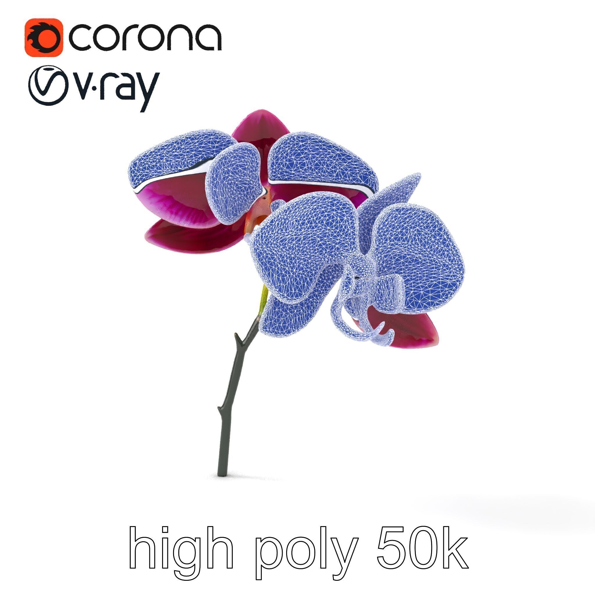 Elegant Cymbidium Orchid Flowers 3D Model Pack Low-poly 3D model_29