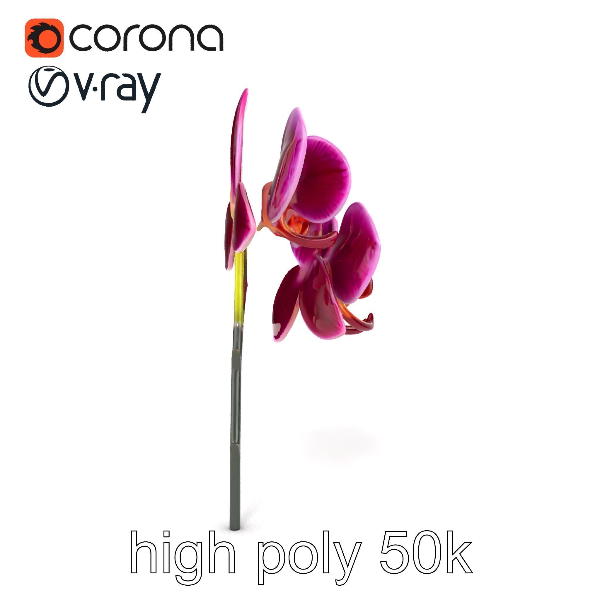 Elegant Cymbidium Orchid Flowers 3D Model Pack Low-poly 3D model_17