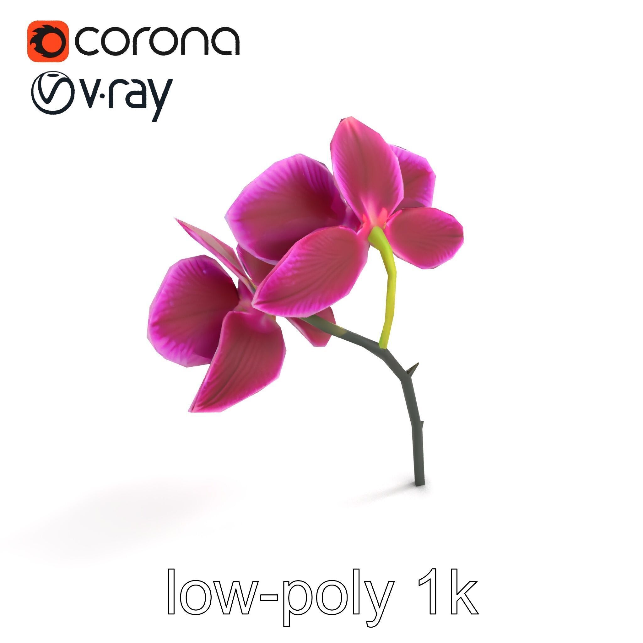 Elegant Cymbidium Orchid Flowers 3D Model Pack Low-poly 3D model_8