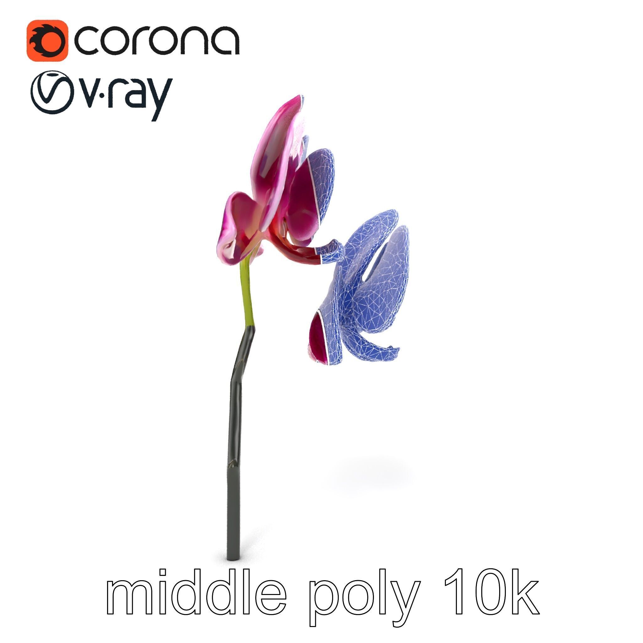 Elegant Cymbidium Orchid Flowers 3D Model Pack Low-poly 3D model_28