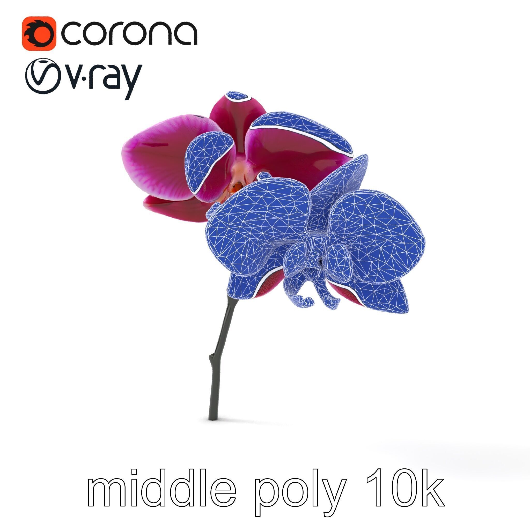 Elegant Cymbidium Orchid Flowers 3D Model Pack Low-poly 3D model_20