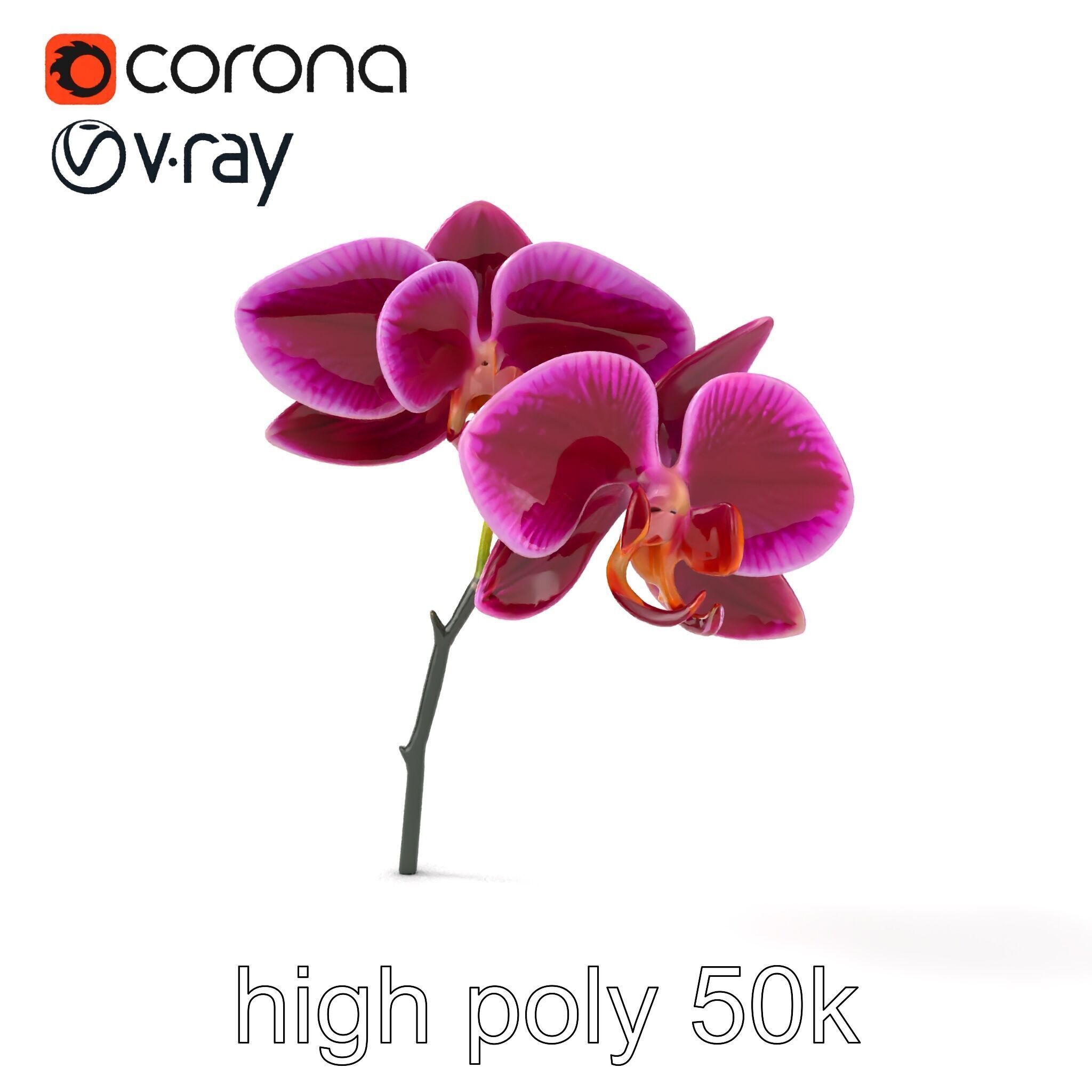 Elegant Cymbidium Orchid Flowers 3D Model Pack Low-poly 3D model_15