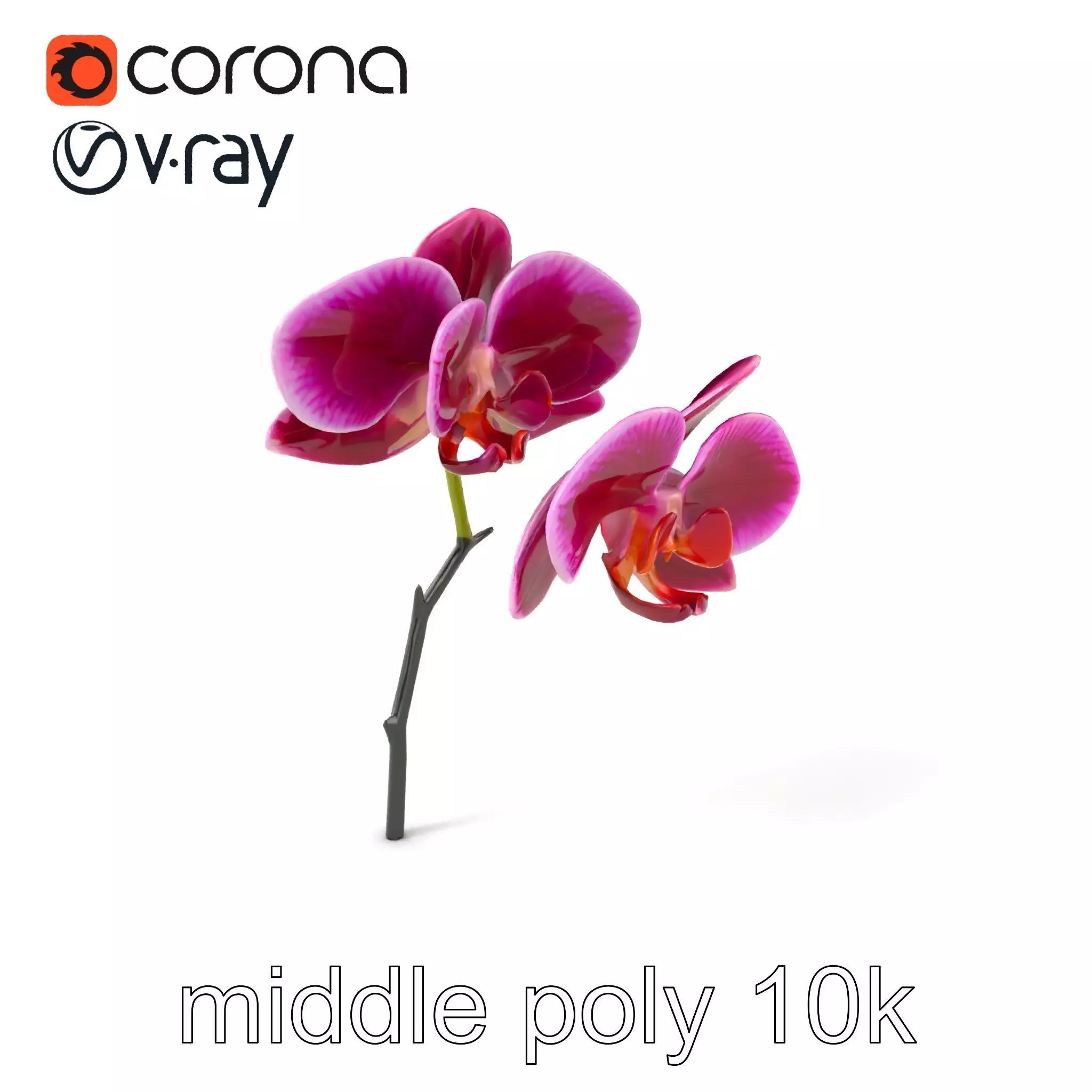 Elegant Cymbidium Orchid Flowers 3D Model Pack Low-poly 3D model_0