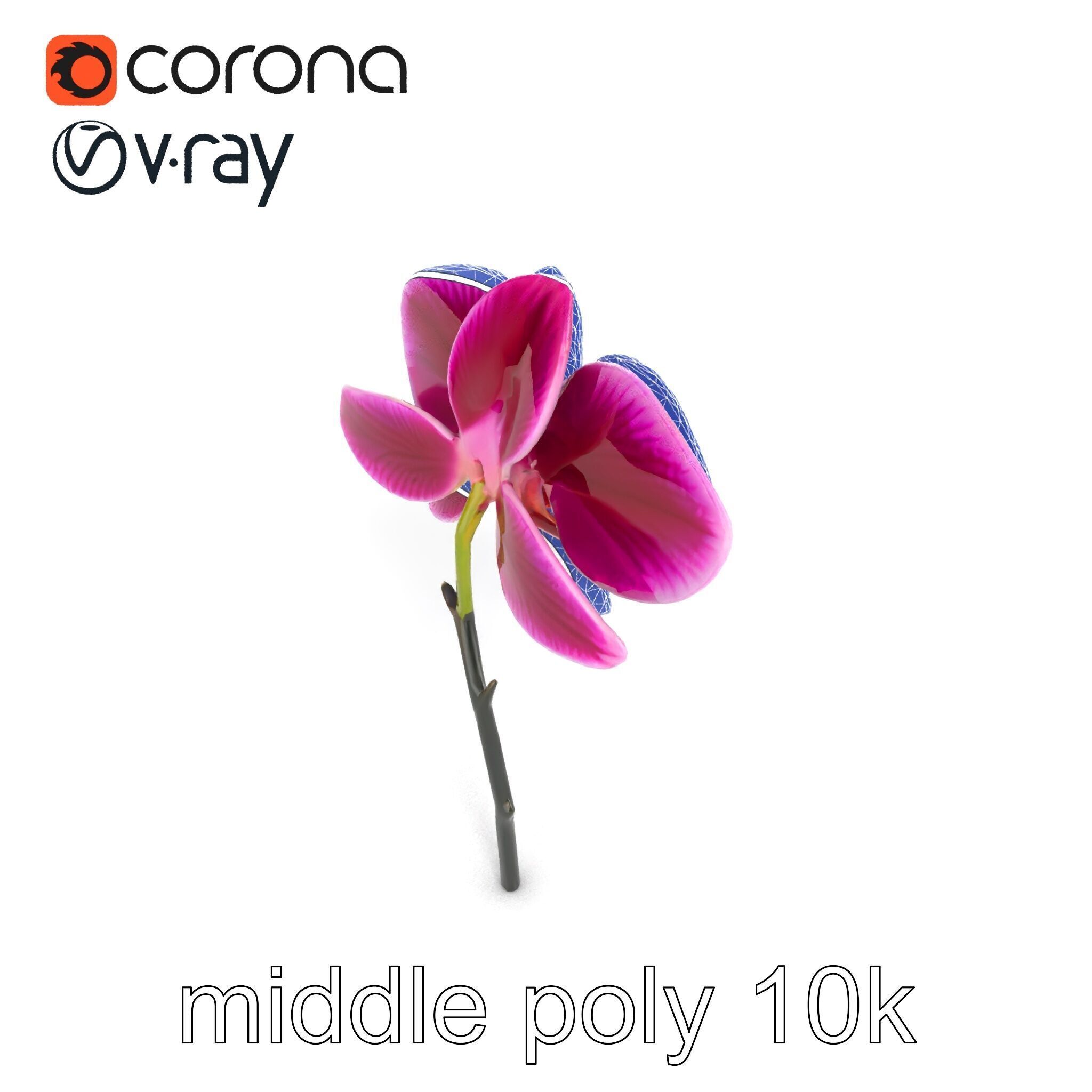 Elegant Cymbidium Orchid Flowers 3D Model Pack Low-poly 3D model_12