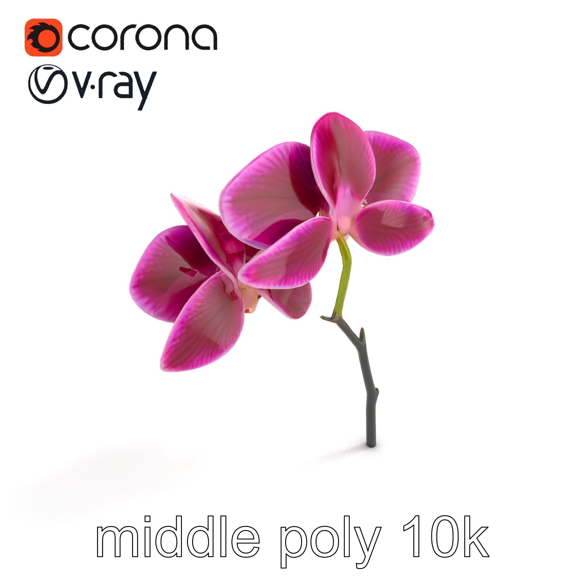 Elegant Cymbidium Orchid Flowers 3D Model Pack Low-poly 3D model_7