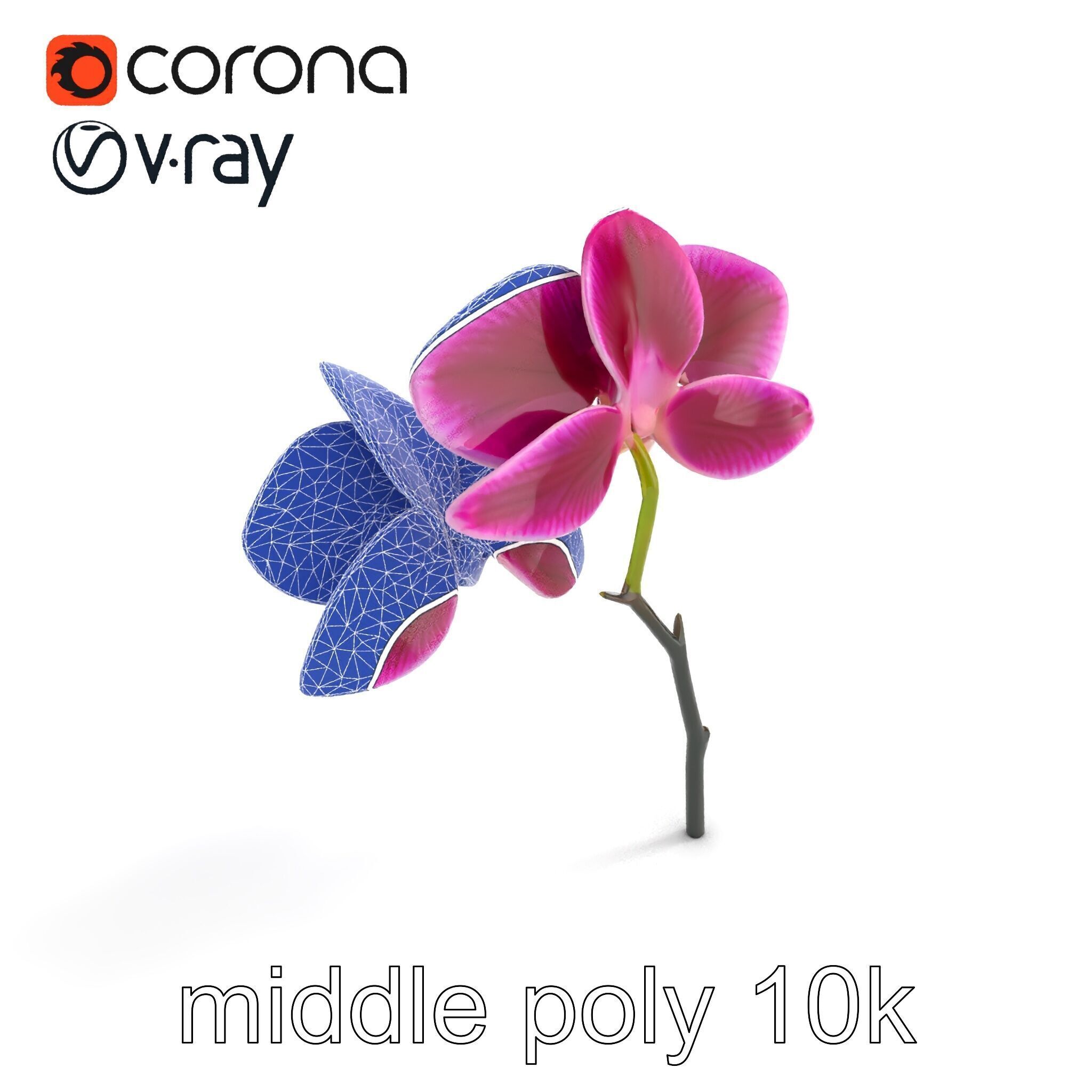 Elegant Cymbidium Orchid Flowers 3D Model Pack Low-poly 3D model_10