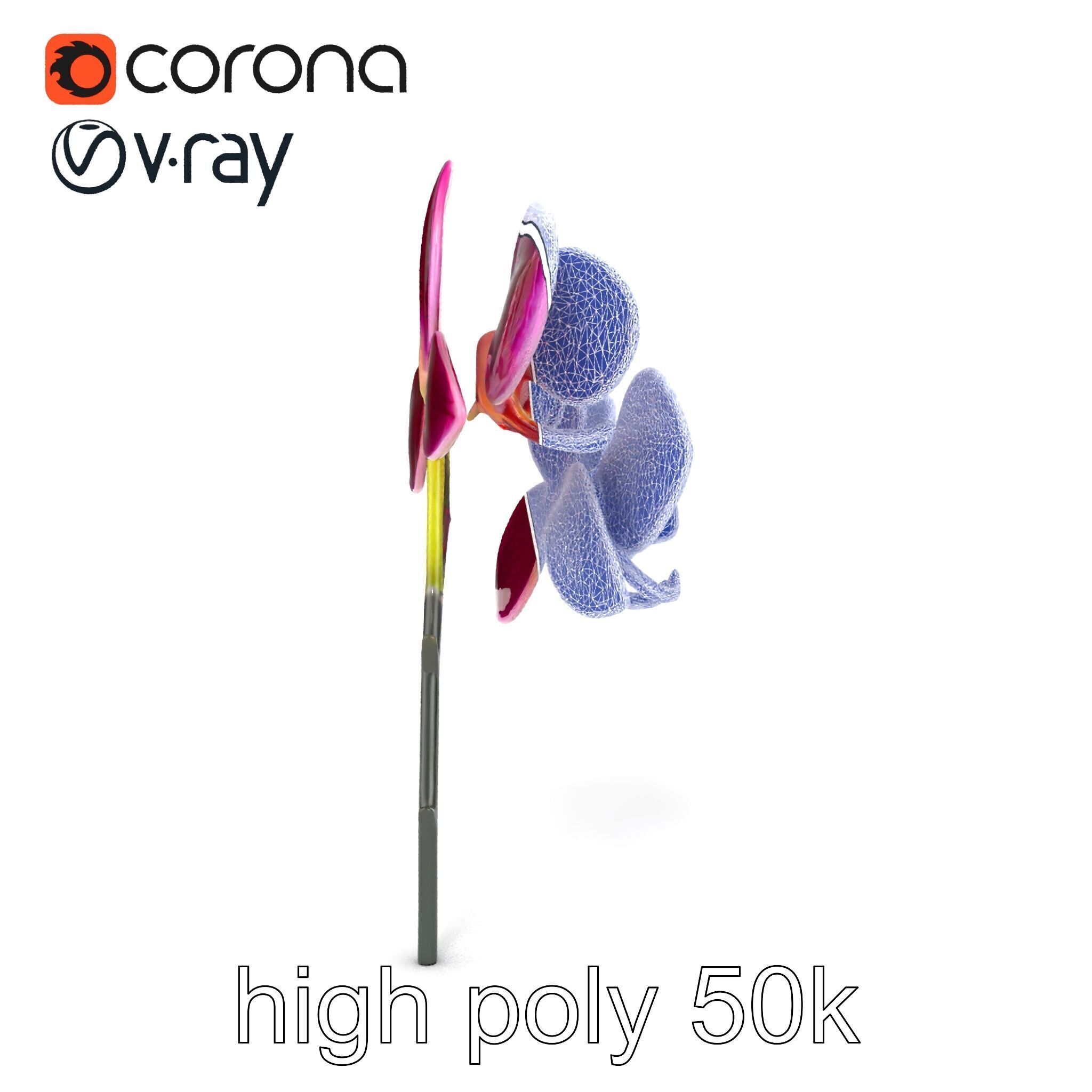 Elegant Cymbidium Orchid Flowers 3D Model Pack Low-poly 3D model_22