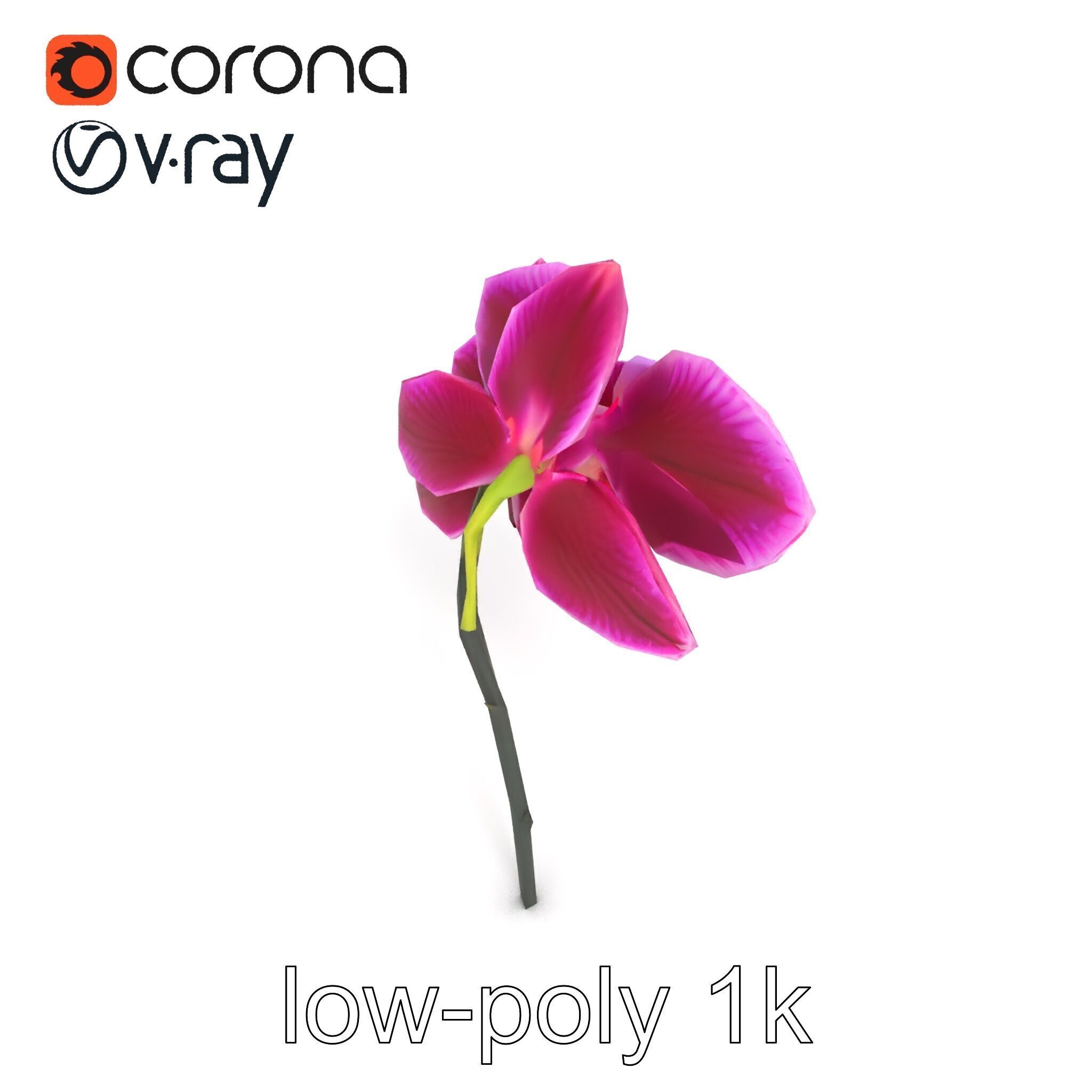 Elegant Cymbidium Orchid Flowers 3D Model Pack Low-poly 3D model_21