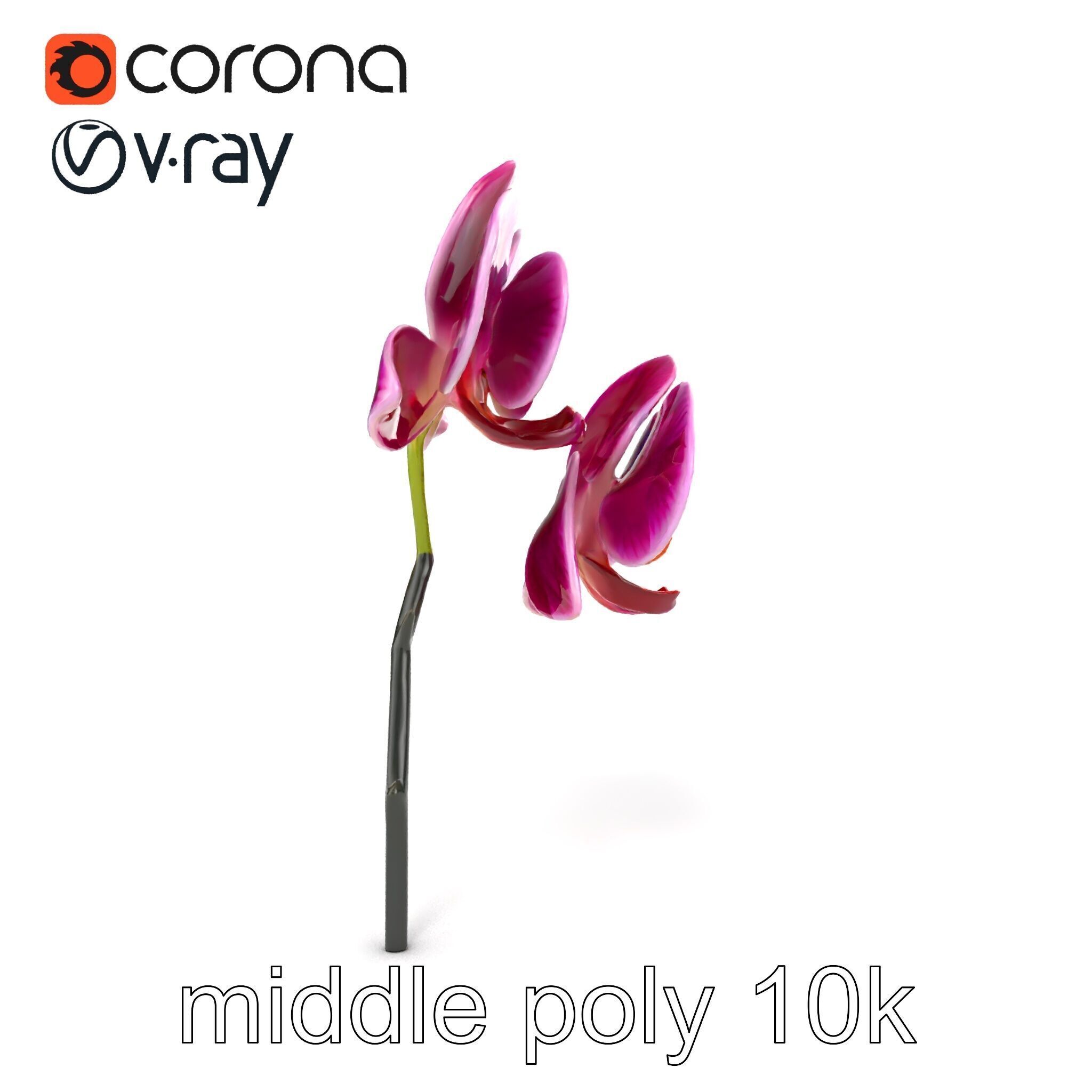 Elegant Cymbidium Orchid Flowers 3D Model Pack Low-poly 3D model_26