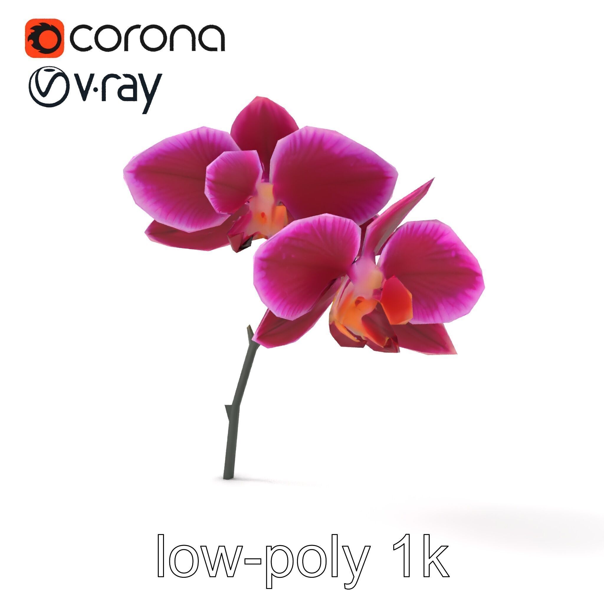Elegant Cymbidium Orchid Flowers 3D Model Pack Low-poly 3D model_11