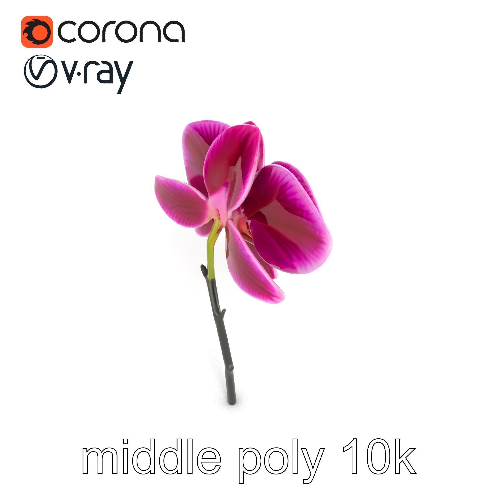 Elegant Cymbidium Orchid Flowers 3D Model Pack Low-poly 3D model_19