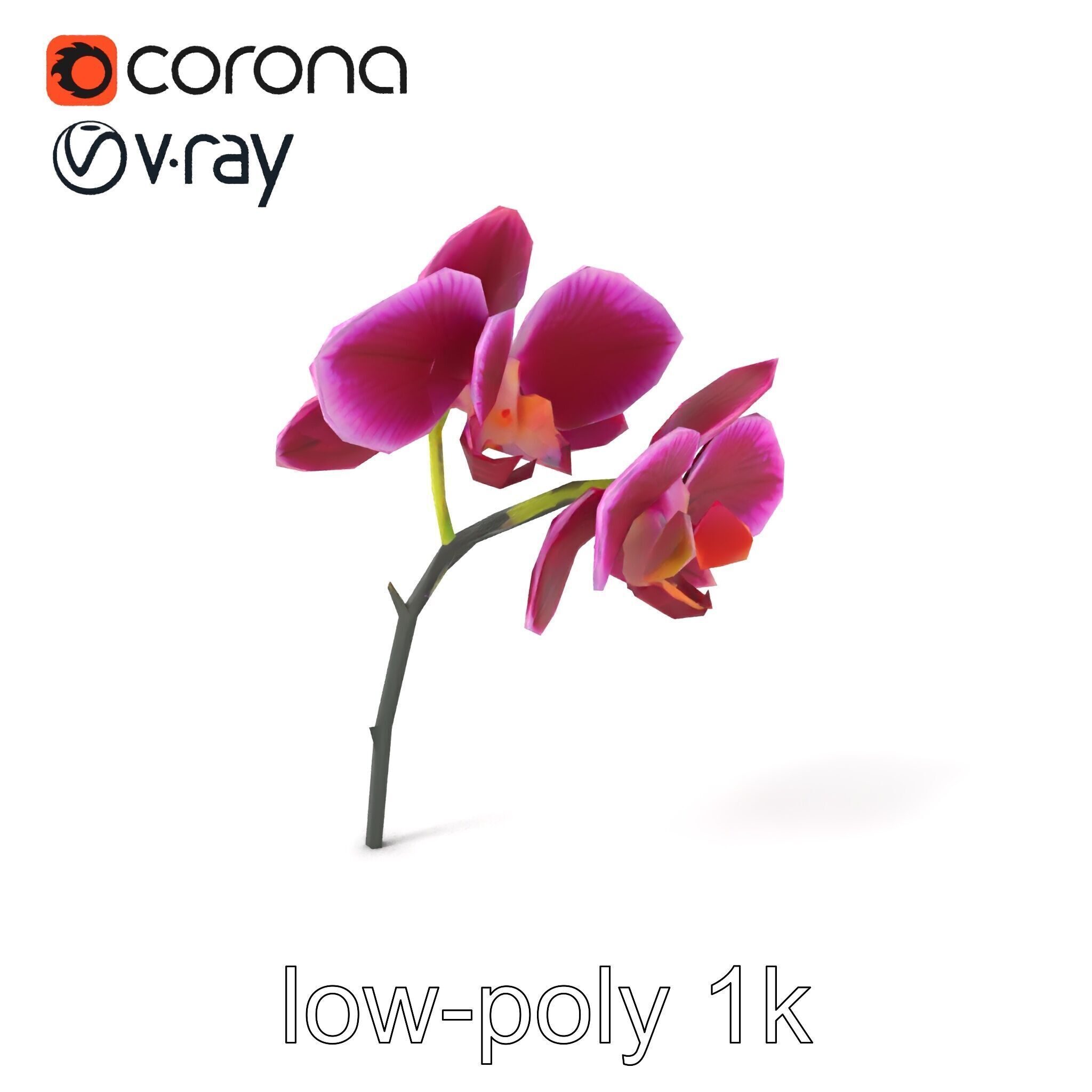 Elegant Cymbidium Orchid Flowers 3D Model Pack Low-poly 3D model_4