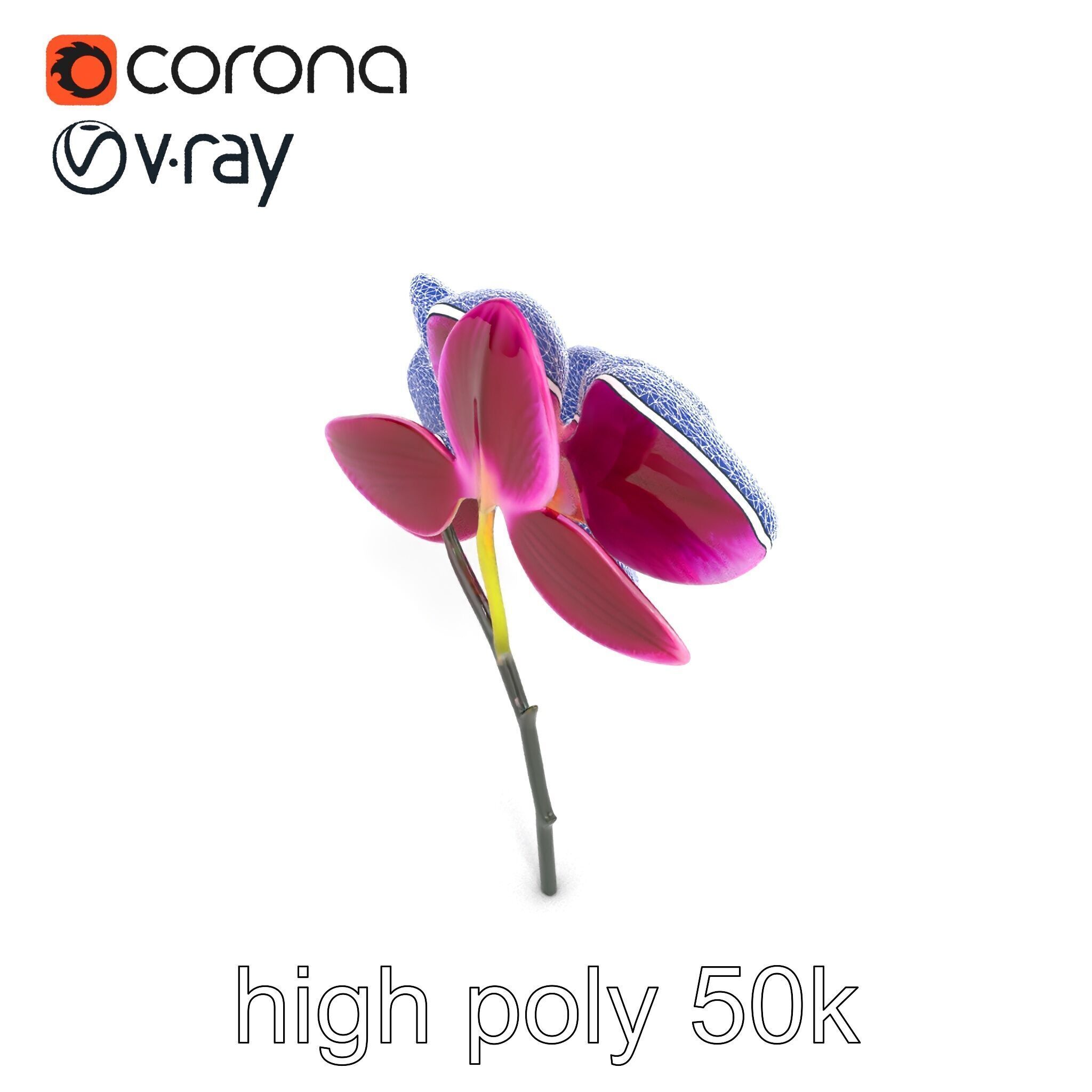 Elegant Cymbidium Orchid Flowers 3D Model Pack Low-poly 3D model_24