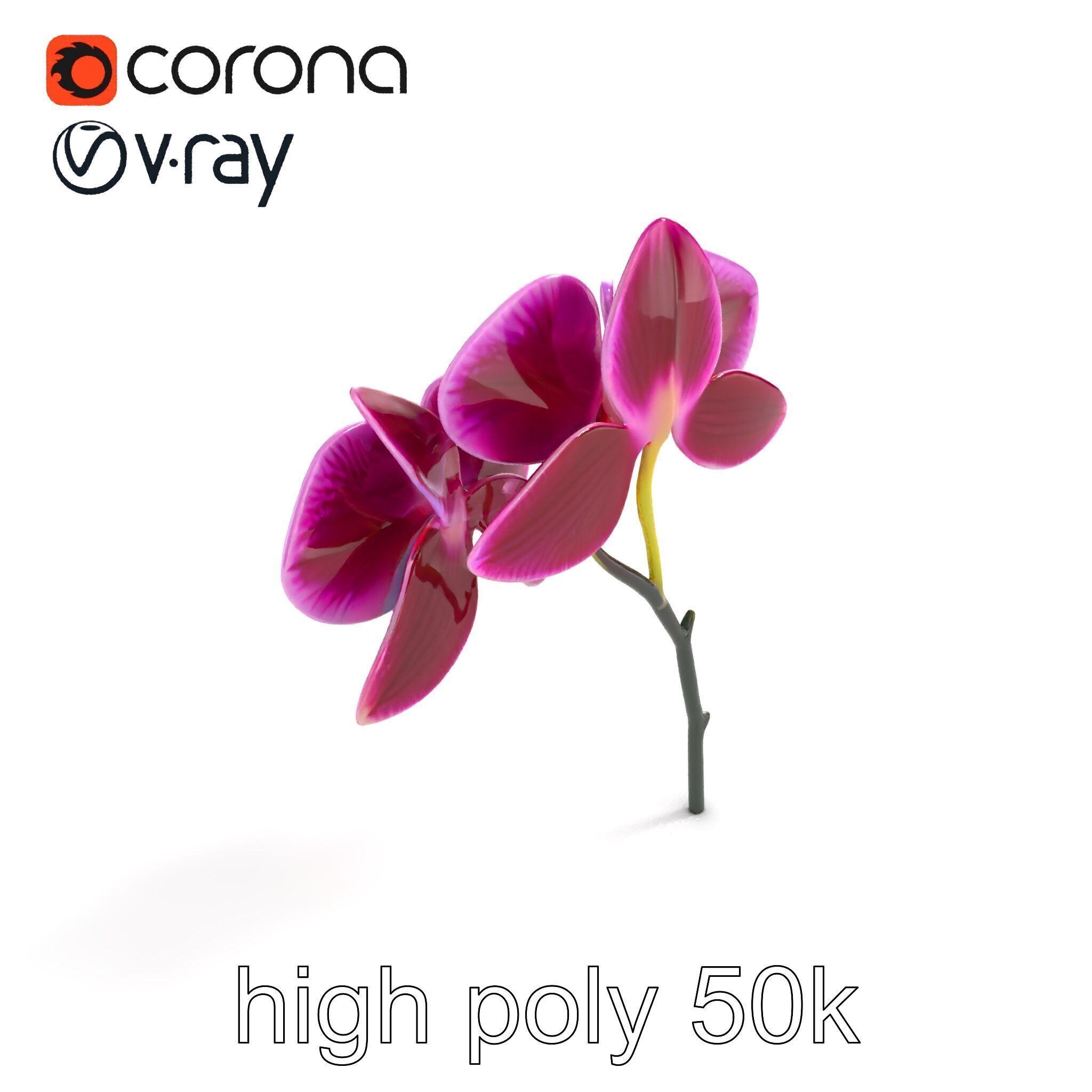 Elegant Cymbidium Orchid Flowers 3D Model Pack Low-poly 3D model_9
