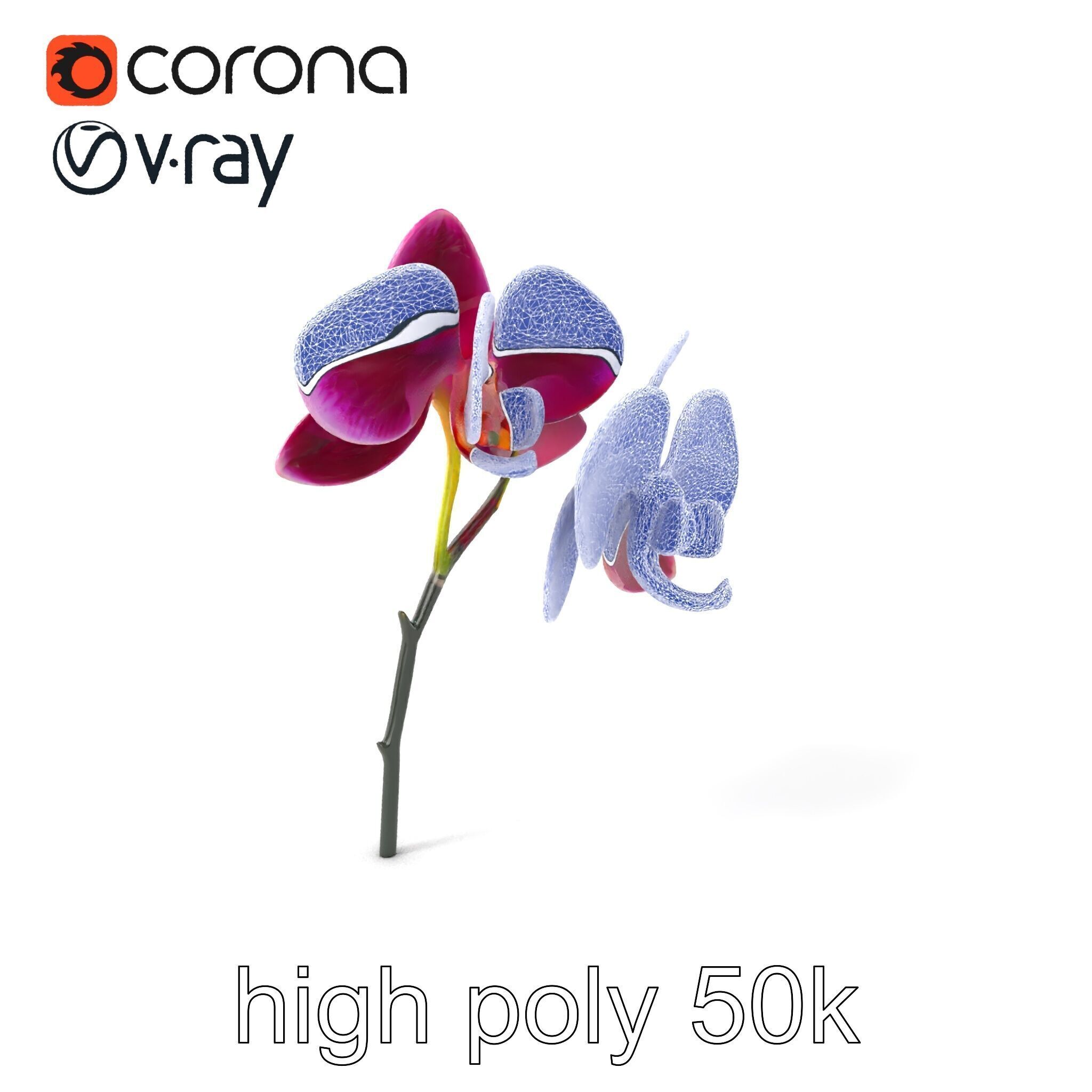 Elegant Cymbidium Orchid Flowers 3D Model Pack Low-poly 3D model_1