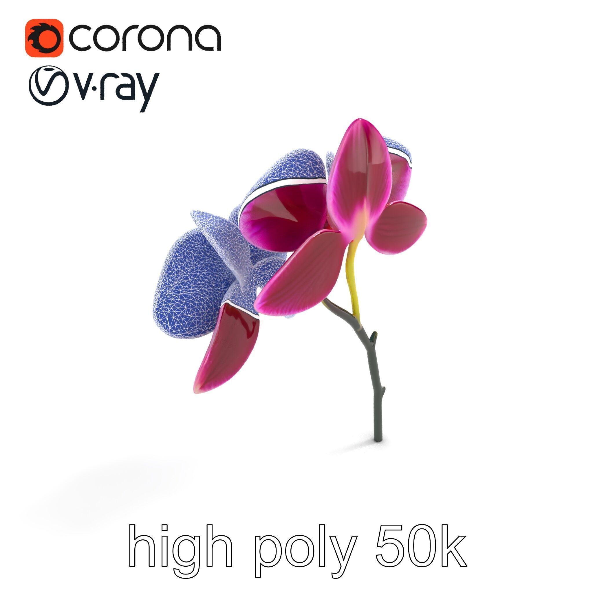 Elegant Cymbidium Orchid Flowers 3D Model Pack Low-poly 3D model_18