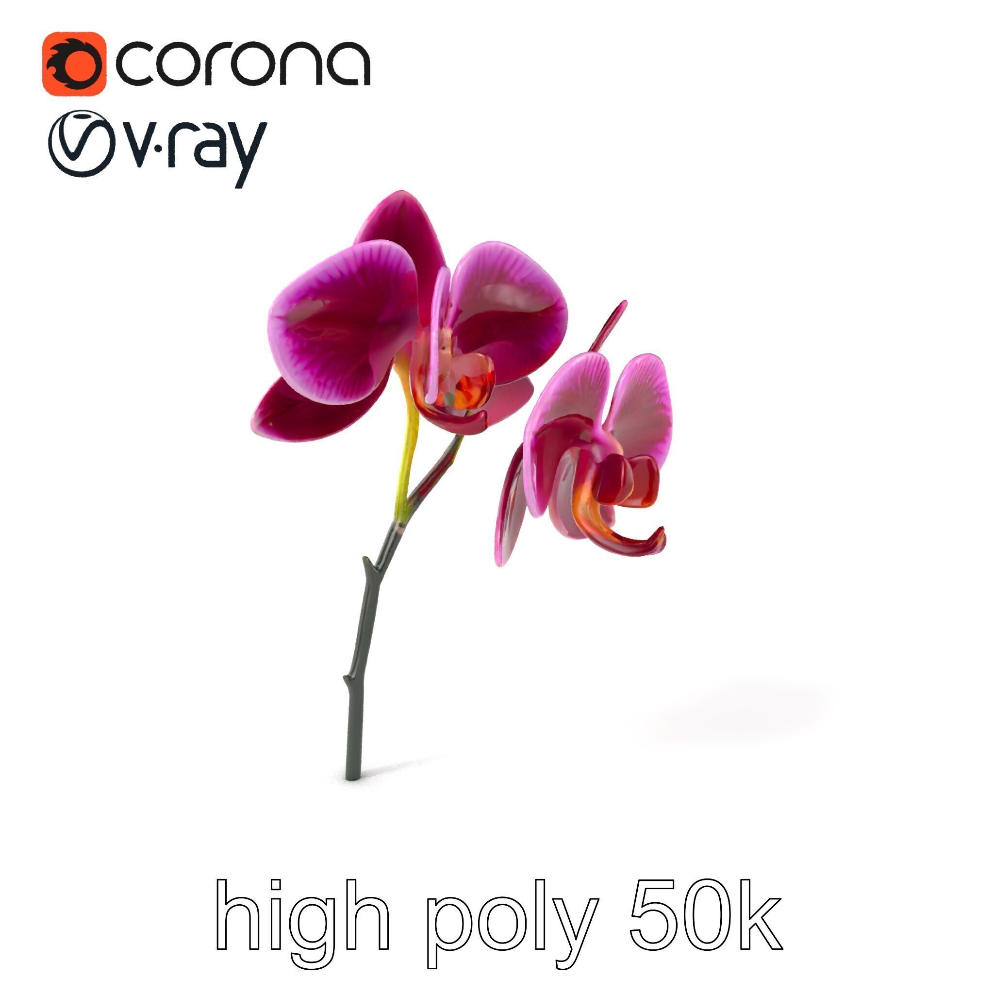 Elegant Cymbidium Orchid Flowers 3D Model Pack Low-poly 3D model_2