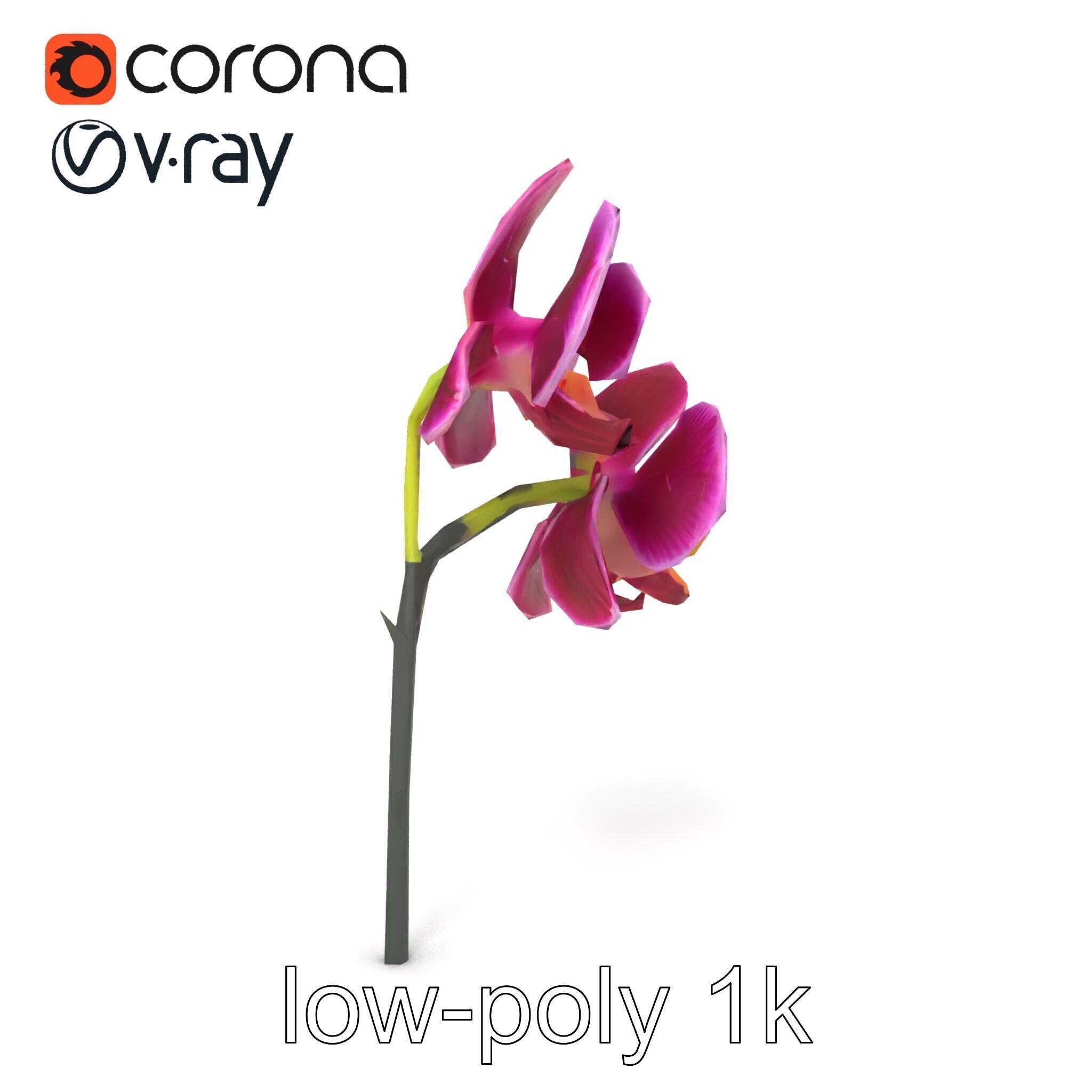 Elegant Cymbidium Orchid Flowers 3D Model Pack Low-poly 3D model_23