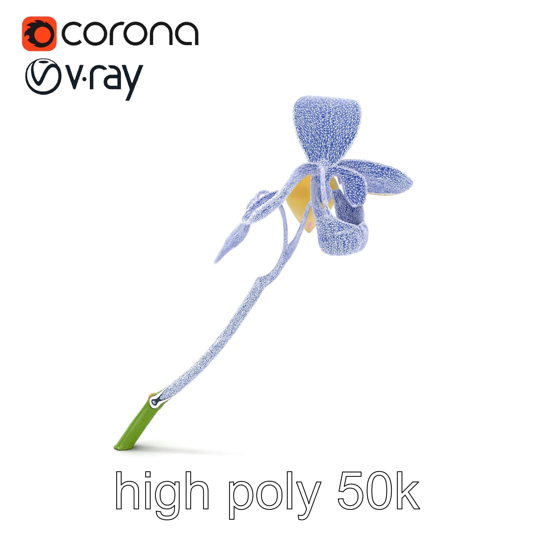 Paphiopedilum Orchid Intriguing Form model pack Low-poly 3D model_27
