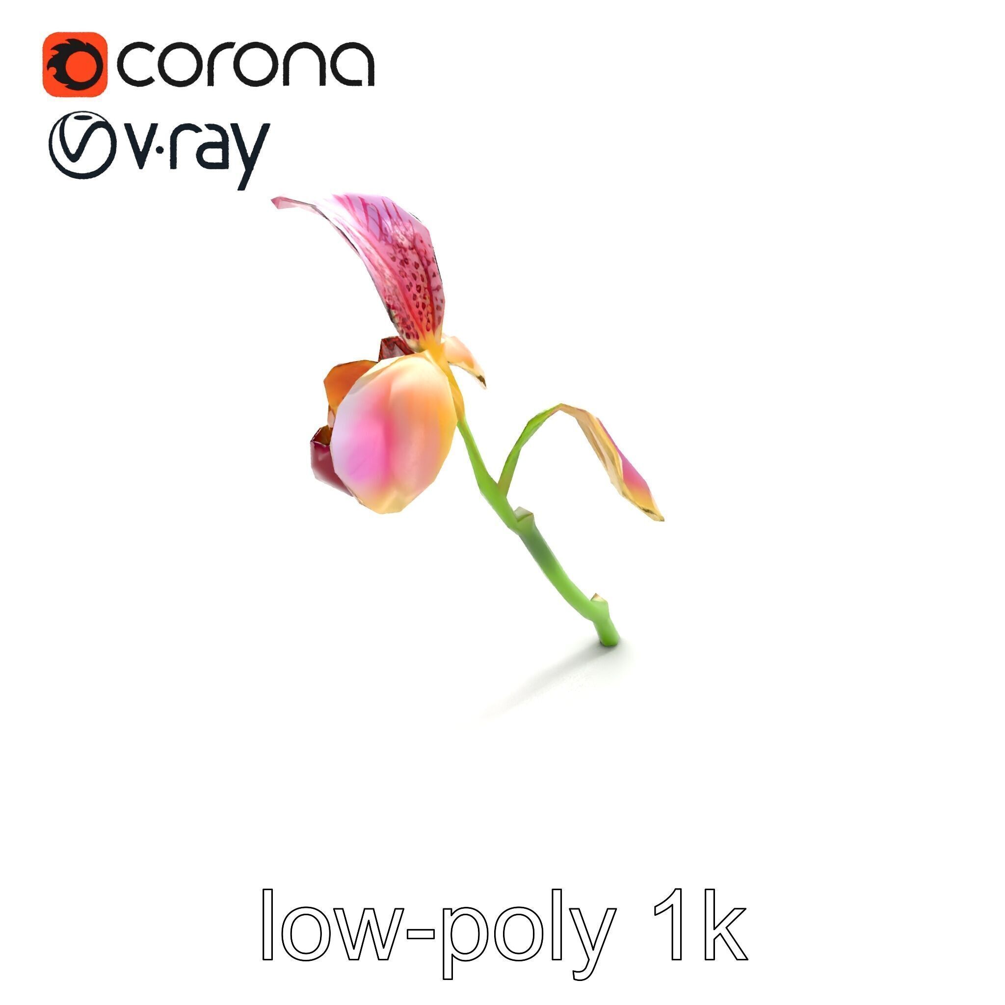 Paphiopedilum Orchid Intriguing Form model pack Low-poly 3D model_9