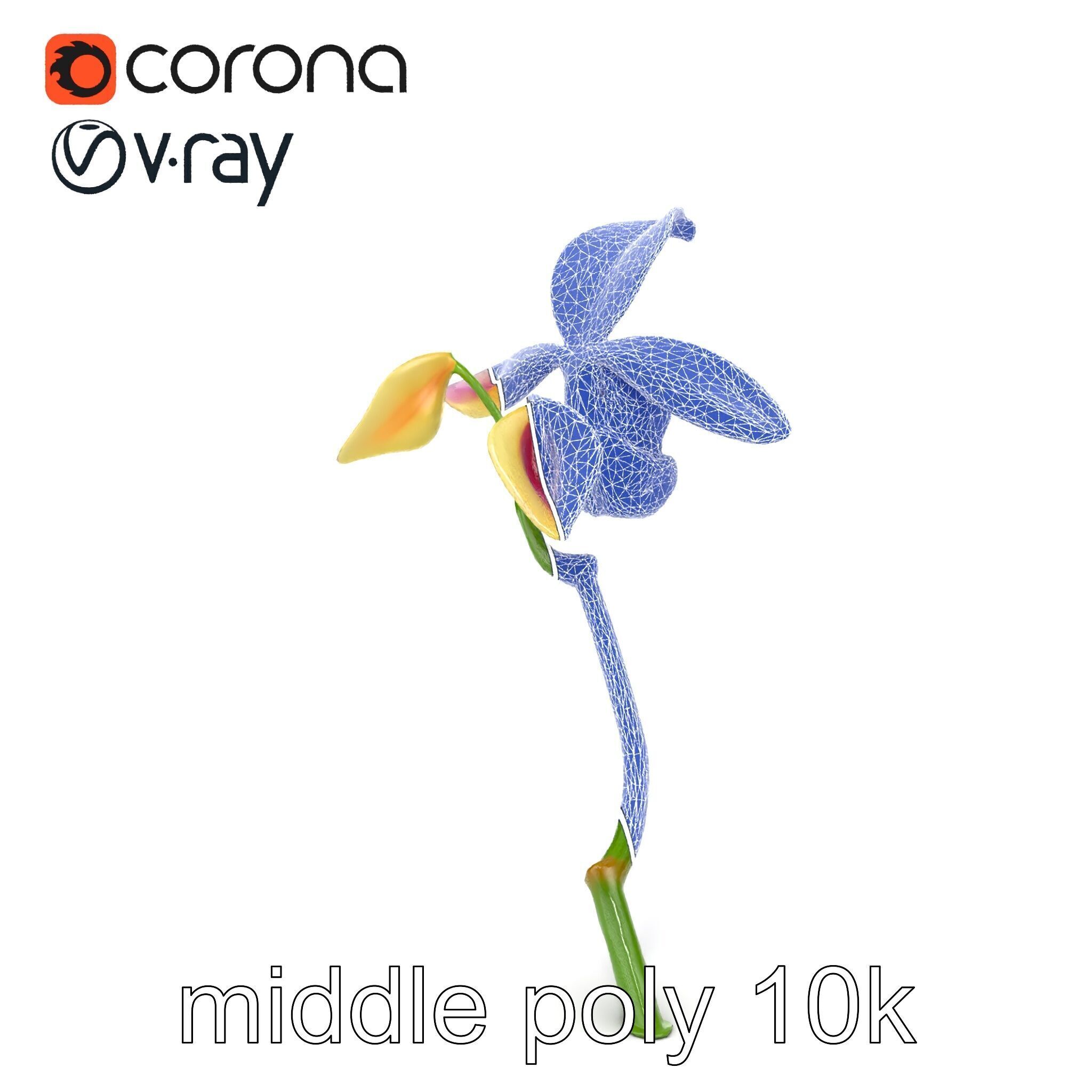 Paphiopedilum Orchid Intriguing Form model pack Low-poly 3D model_25
