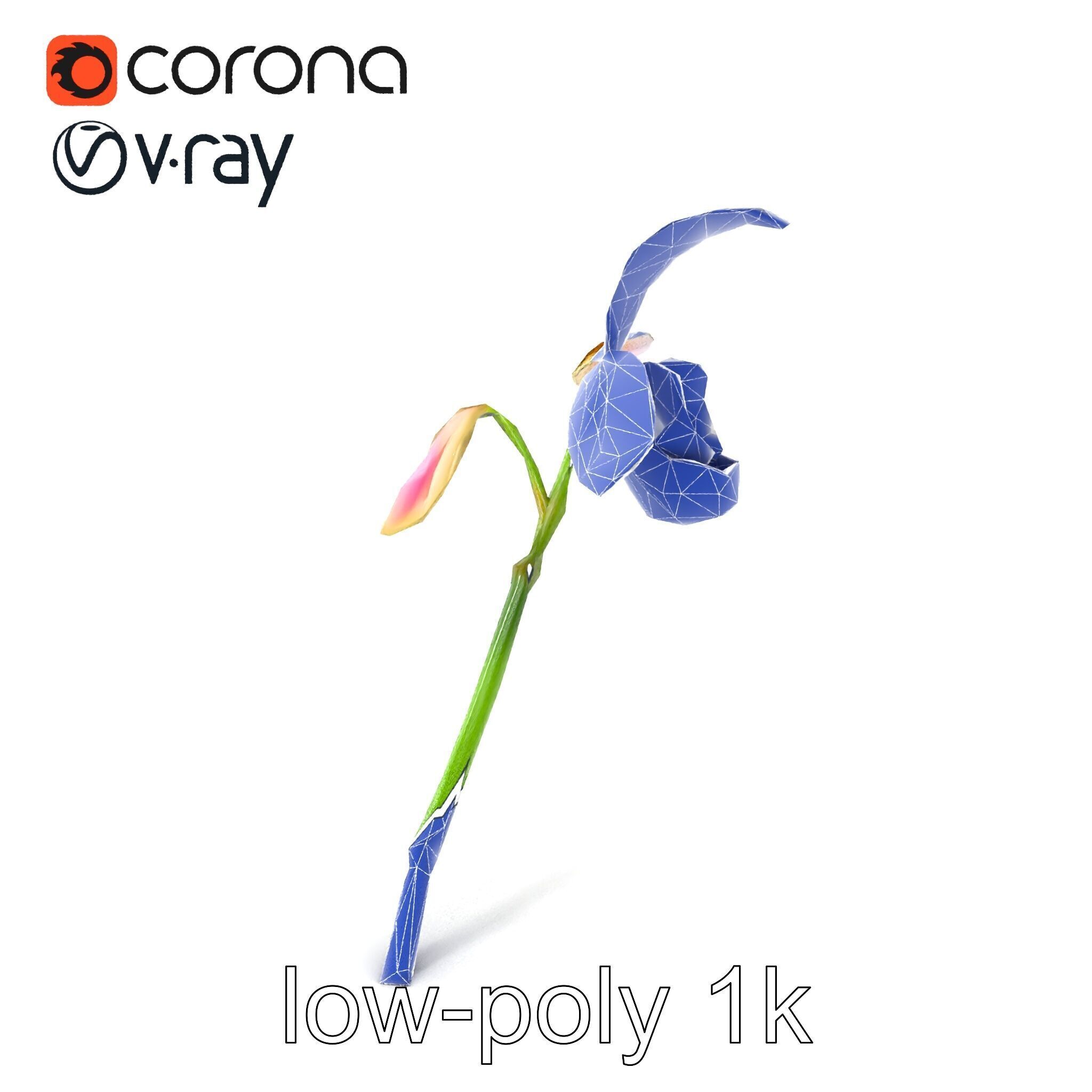 Paphiopedilum Orchid Intriguing Form model pack Low-poly 3D model_7