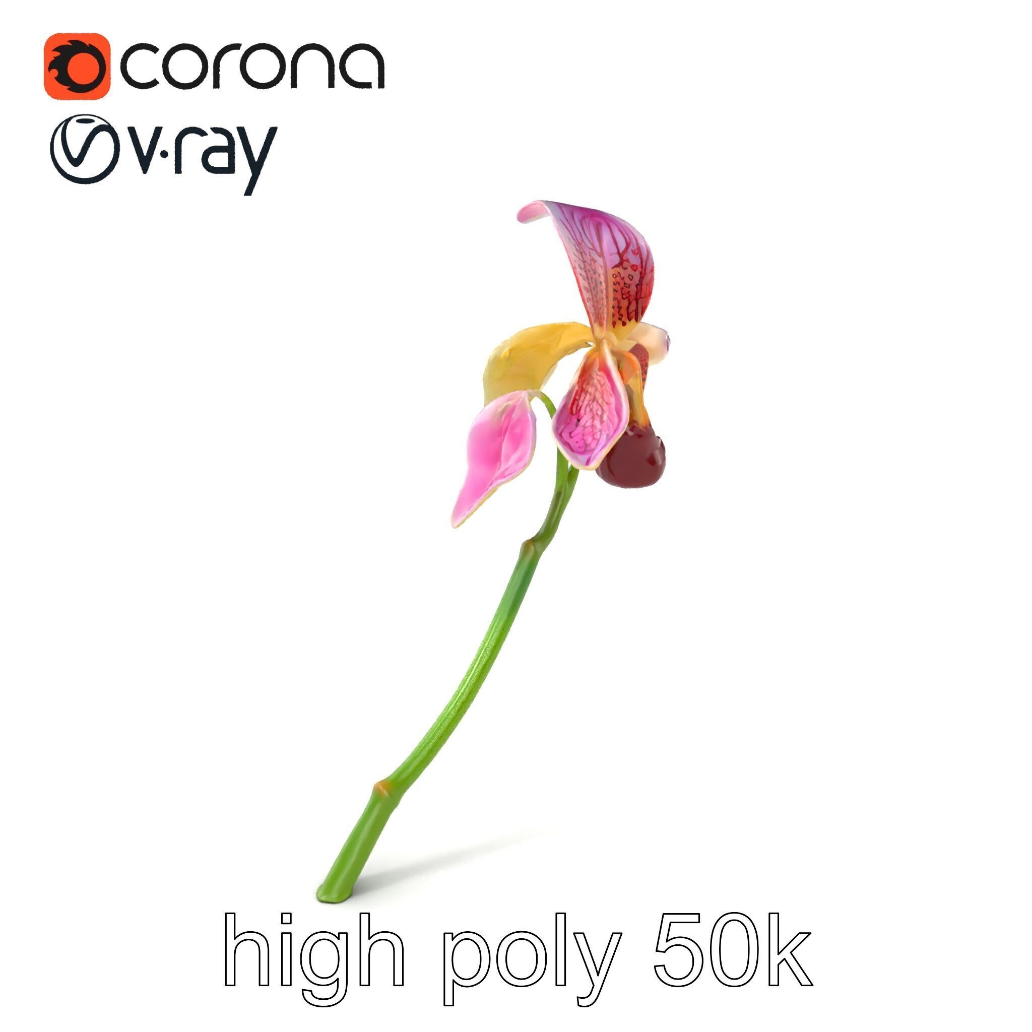 Paphiopedilum Orchid Intriguing Form model pack Low-poly 3D model_2