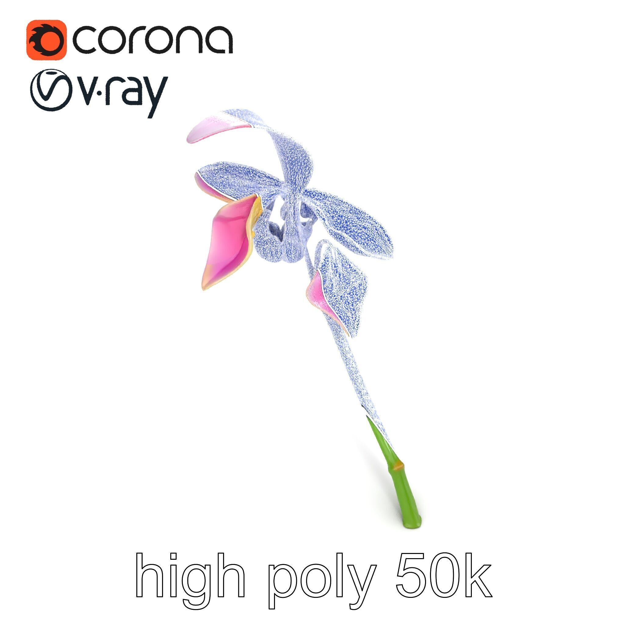 Paphiopedilum Orchid Intriguing Form model pack Low-poly 3D model_19