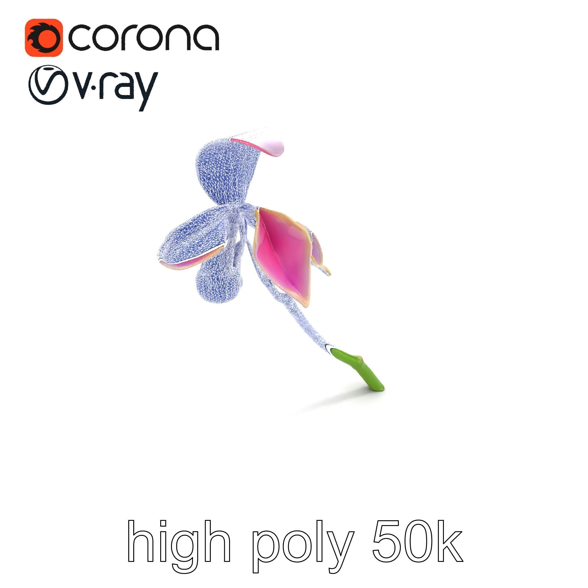 Paphiopedilum Orchid Intriguing Form model pack Low-poly 3D model_11