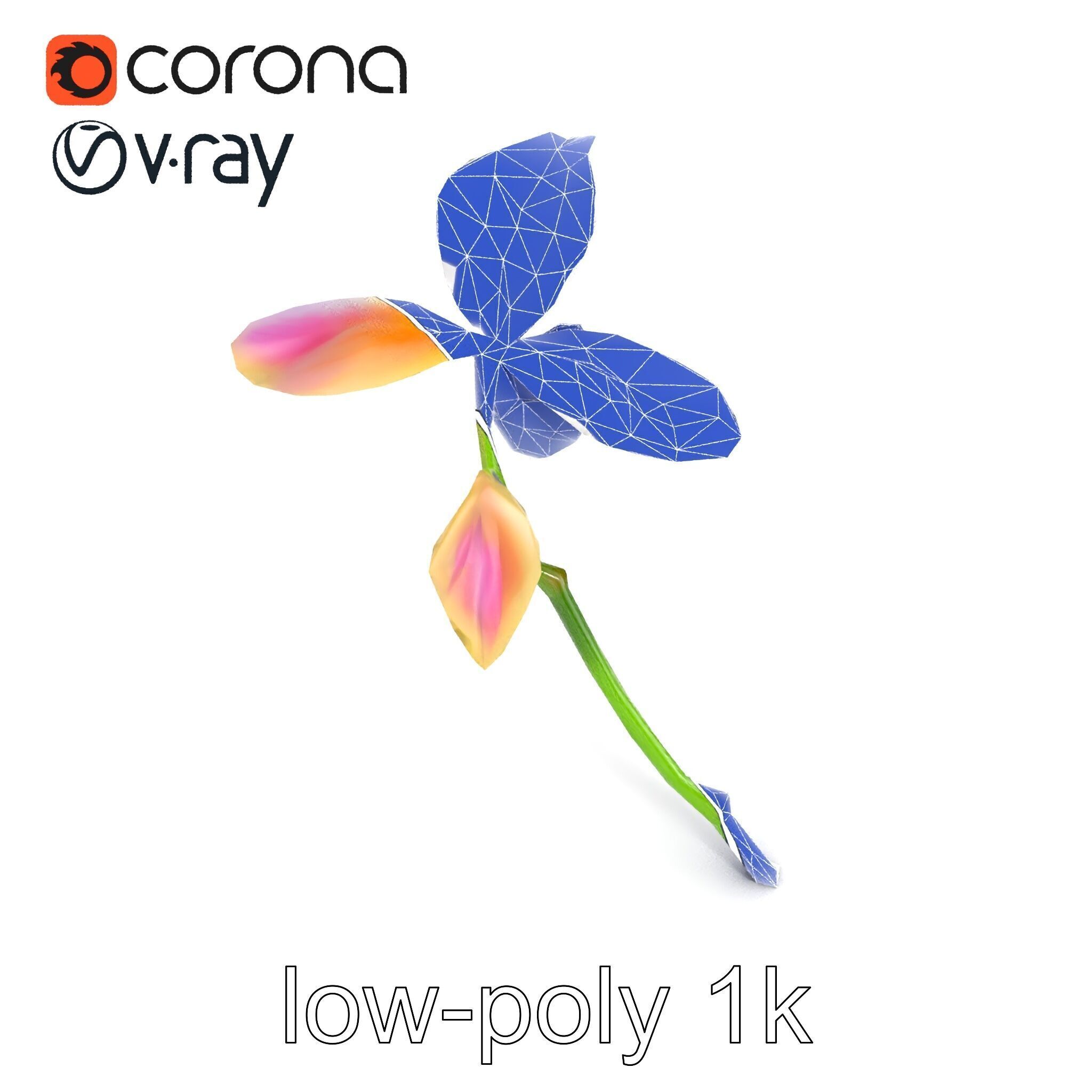 Paphiopedilum Orchid Intriguing Form model pack Low-poly 3D model_30