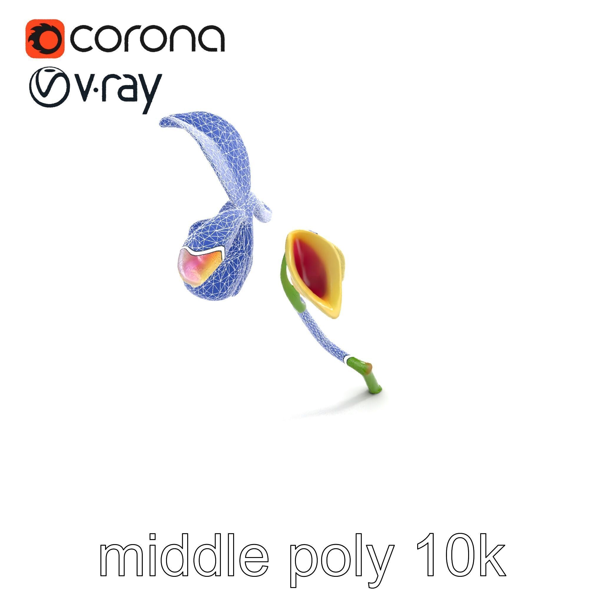 Paphiopedilum Orchid Intriguing Form model pack Low-poly 3D model_18