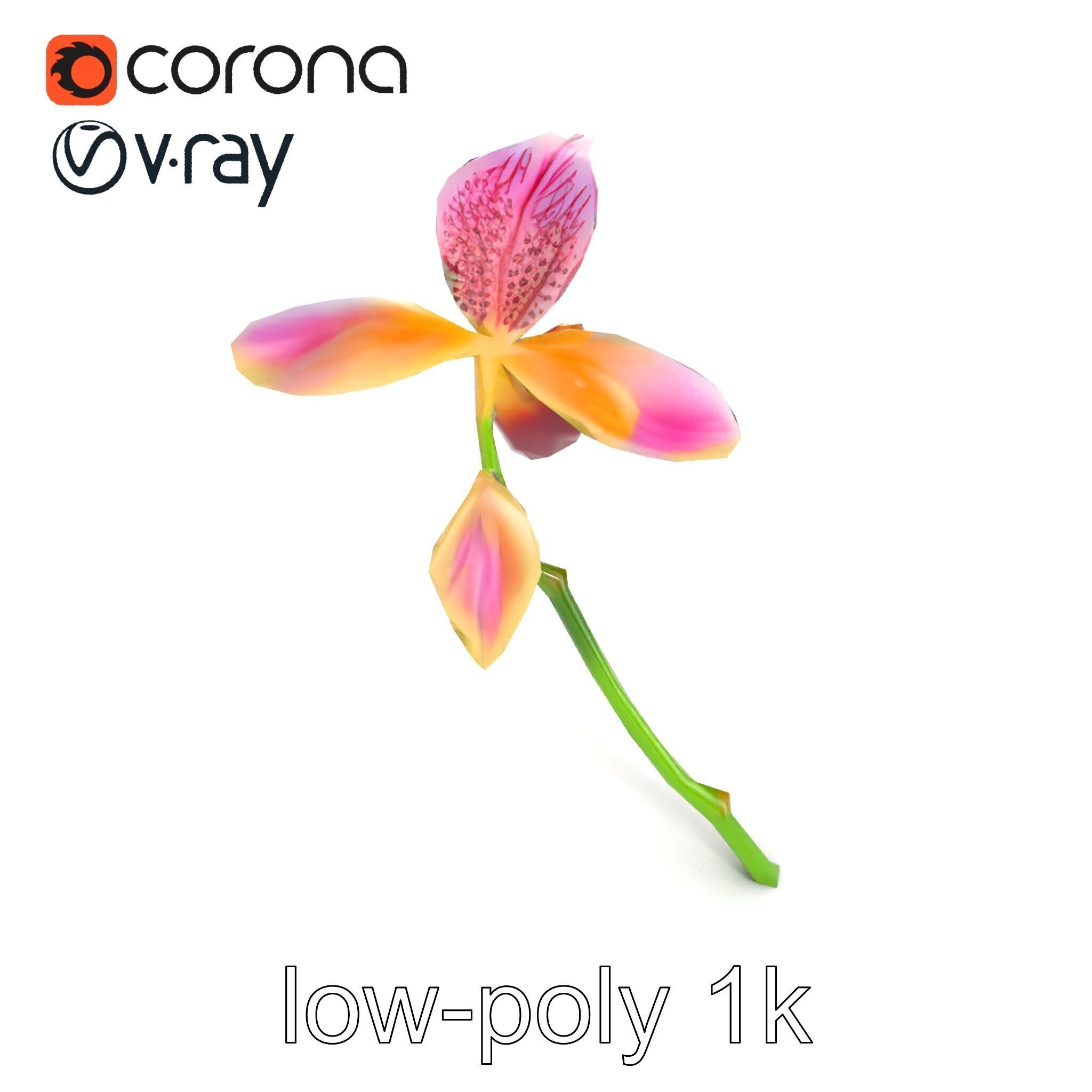 Paphiopedilum Orchid Intriguing Form model pack Low-poly 3D model_16