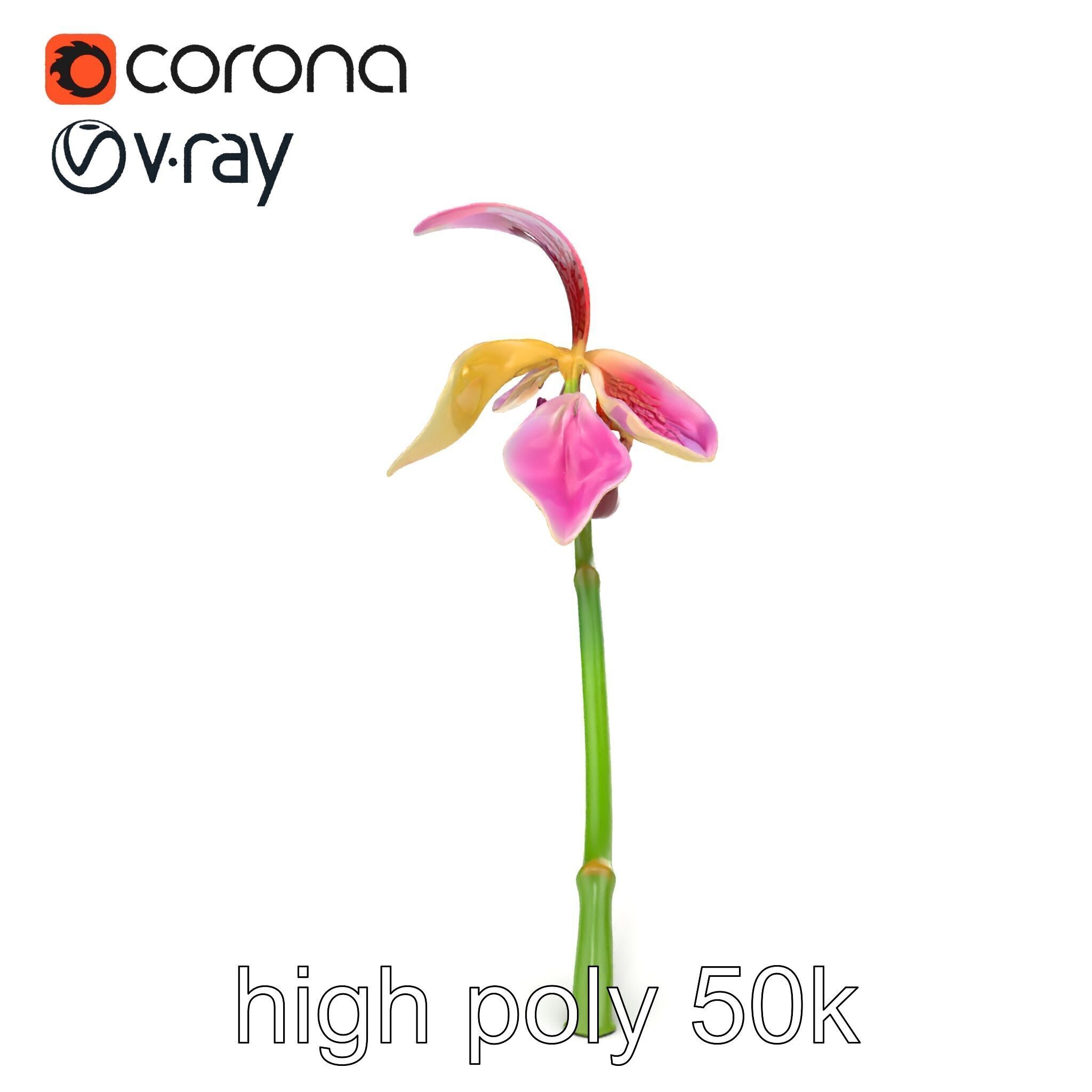 Paphiopedilum Orchid Intriguing Form model pack Low-poly 3D model_23