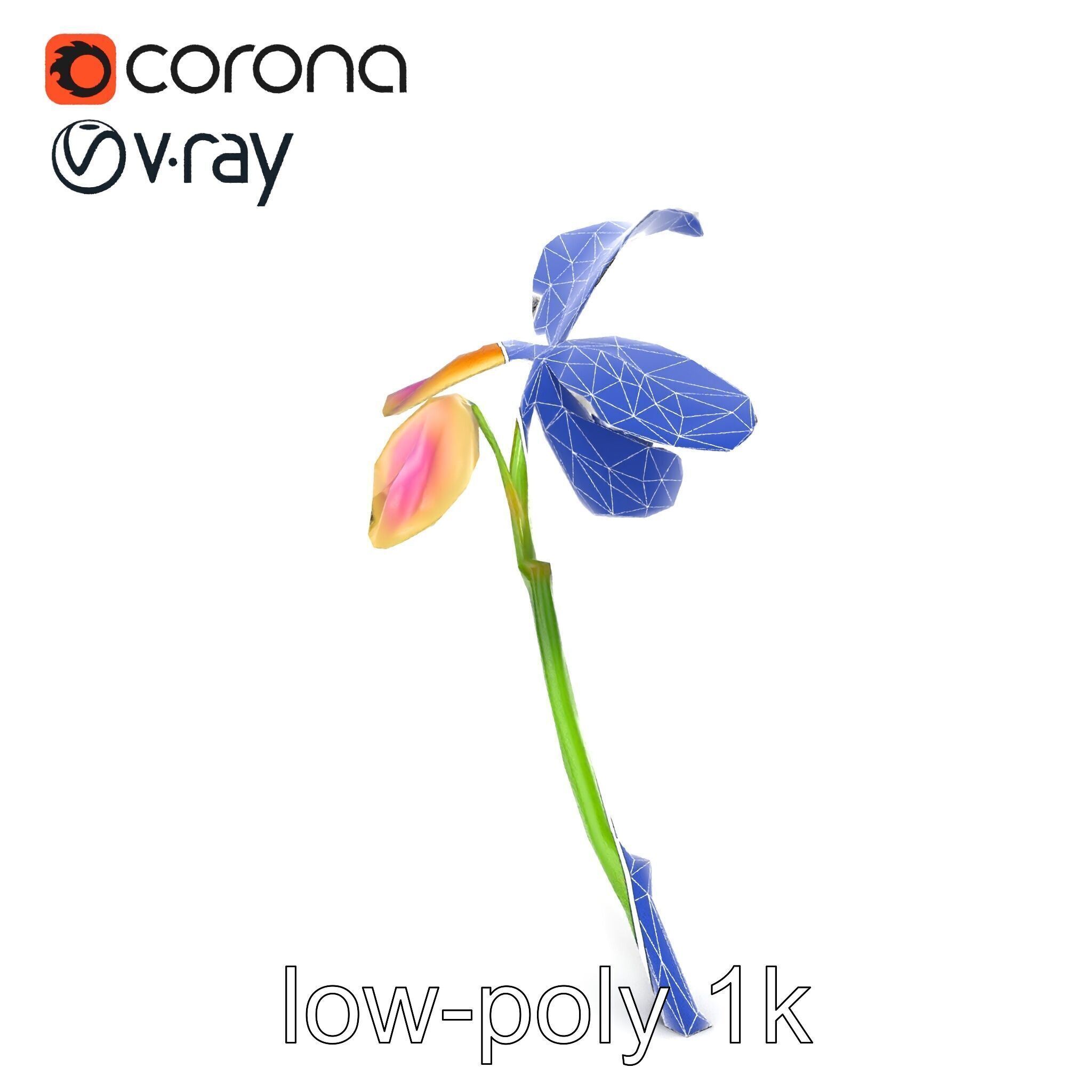 Paphiopedilum Orchid Intriguing Form model pack Low-poly 3D model_28
