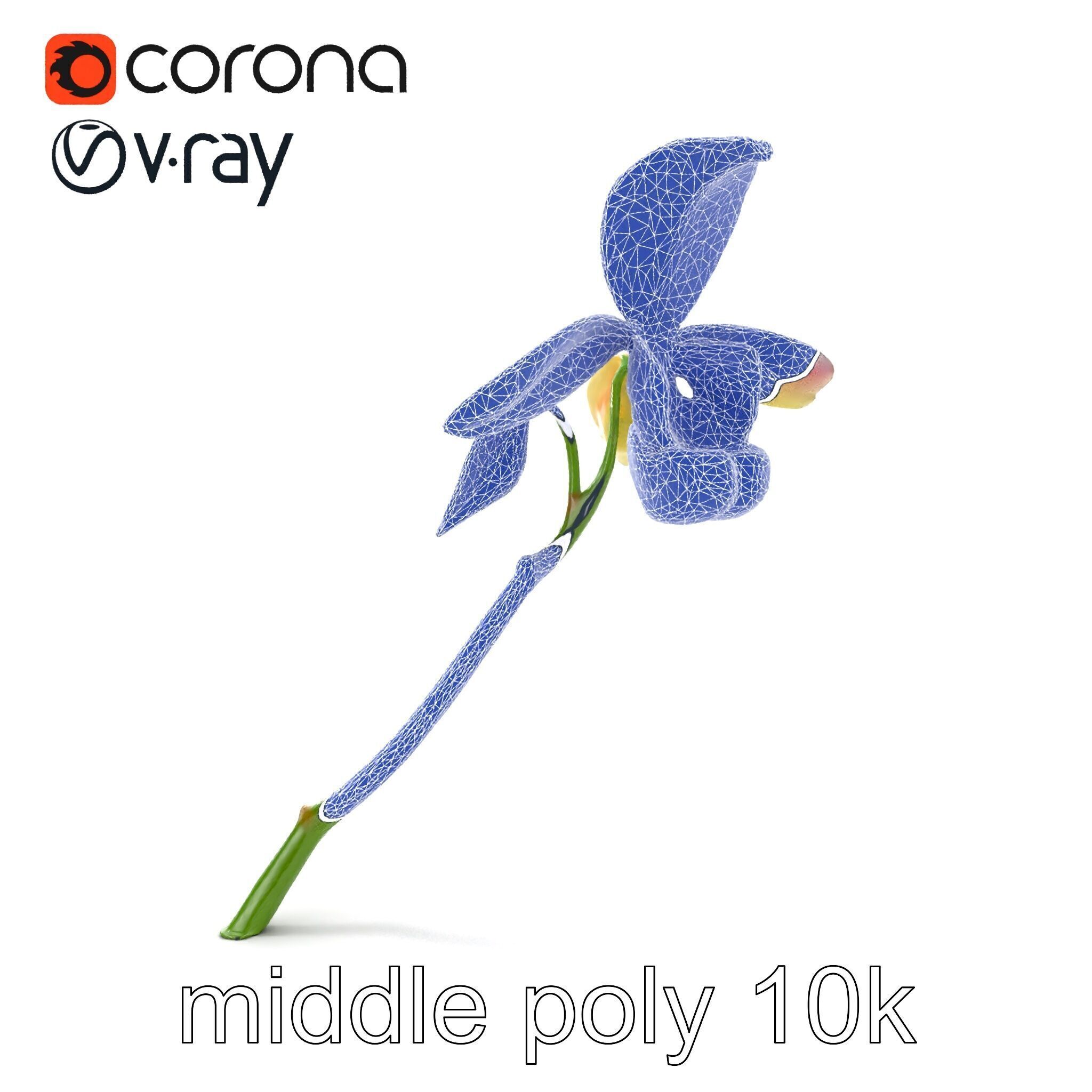 Paphiopedilum Orchid Intriguing Form model pack Low-poly 3D model_29