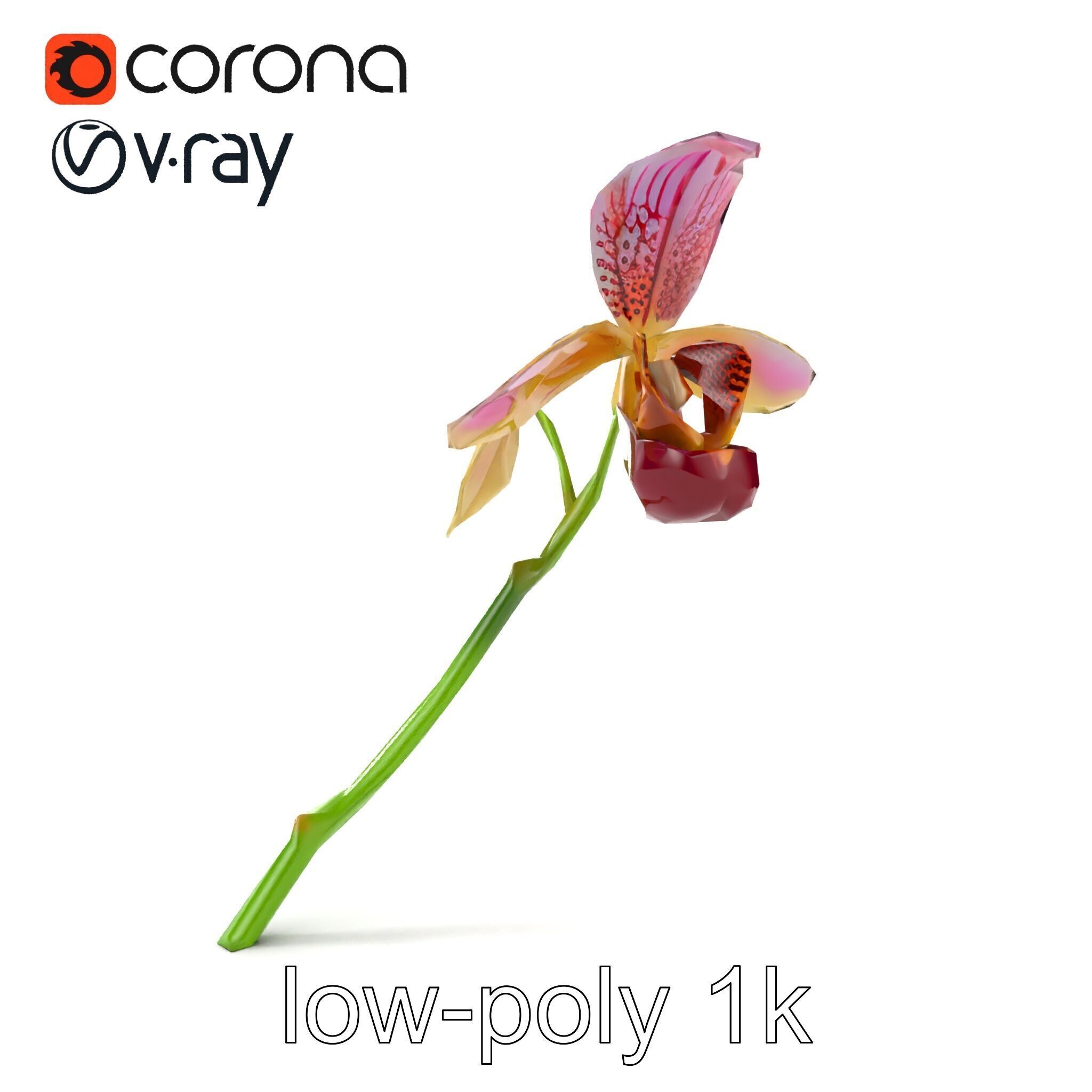 Paphiopedilum Orchid Intriguing Form model pack Low-poly 3D model_20