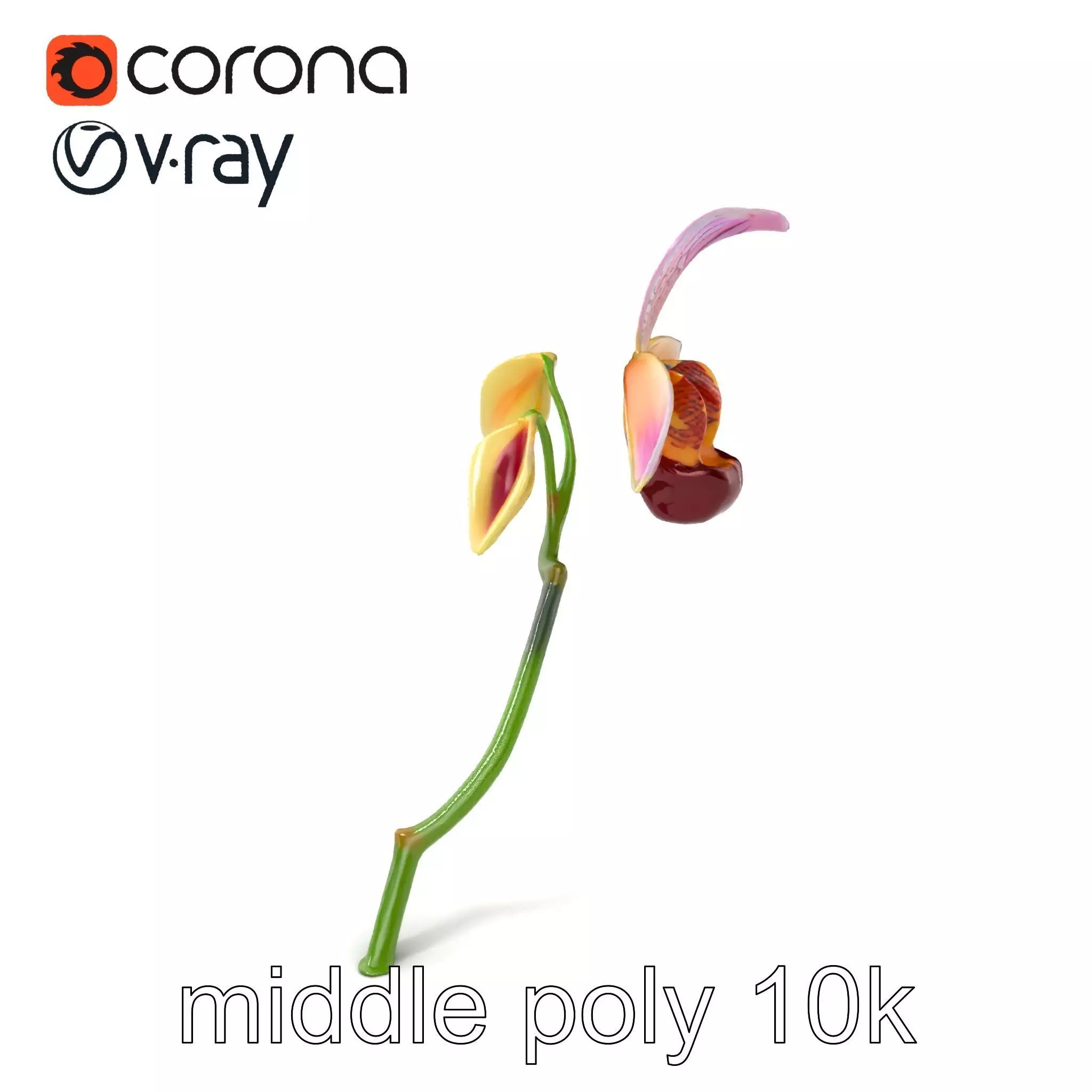 Paphiopedilum Orchid Intriguing Form model pack Low-poly 3D model_0