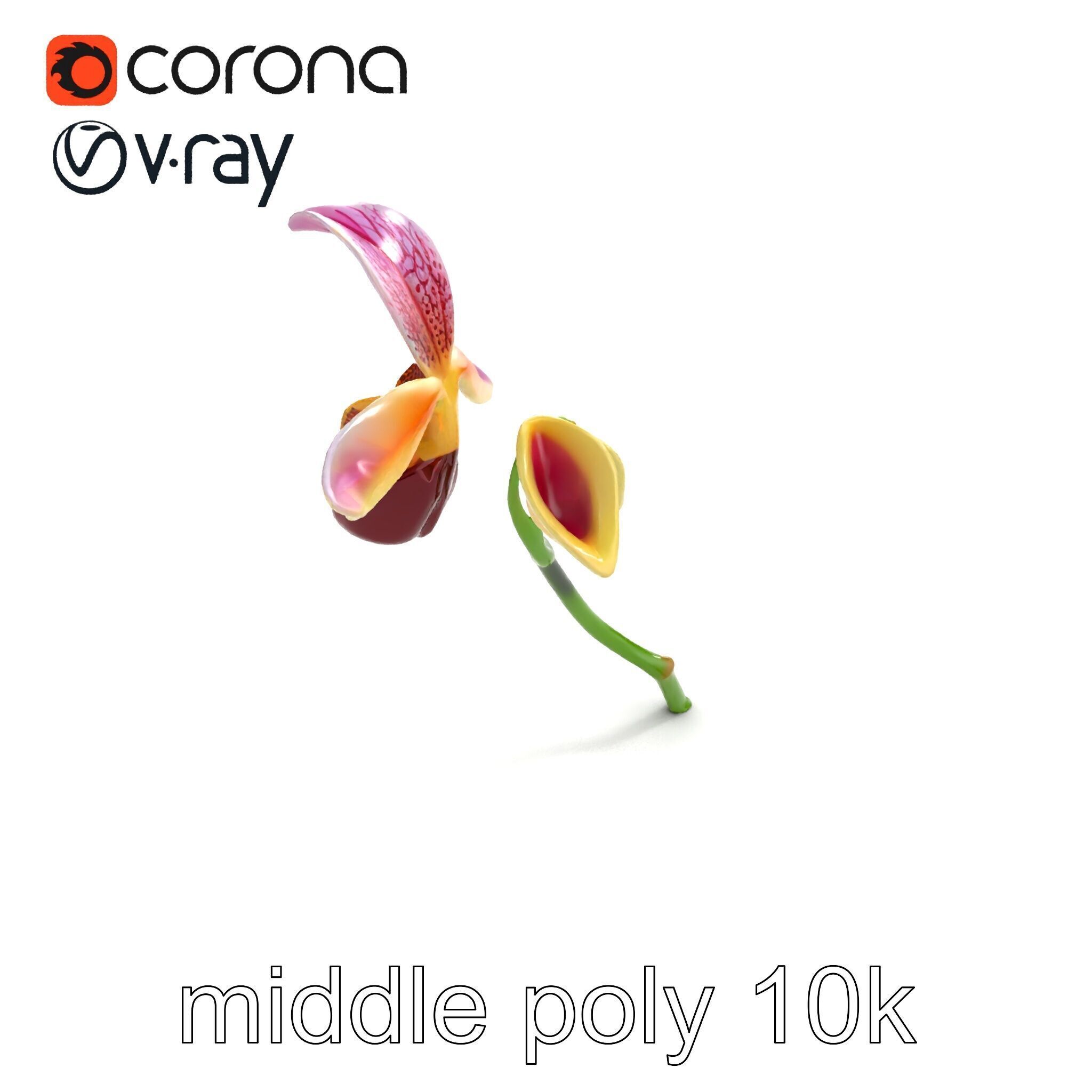 Paphiopedilum Orchid Intriguing Form model pack Low-poly 3D model_8