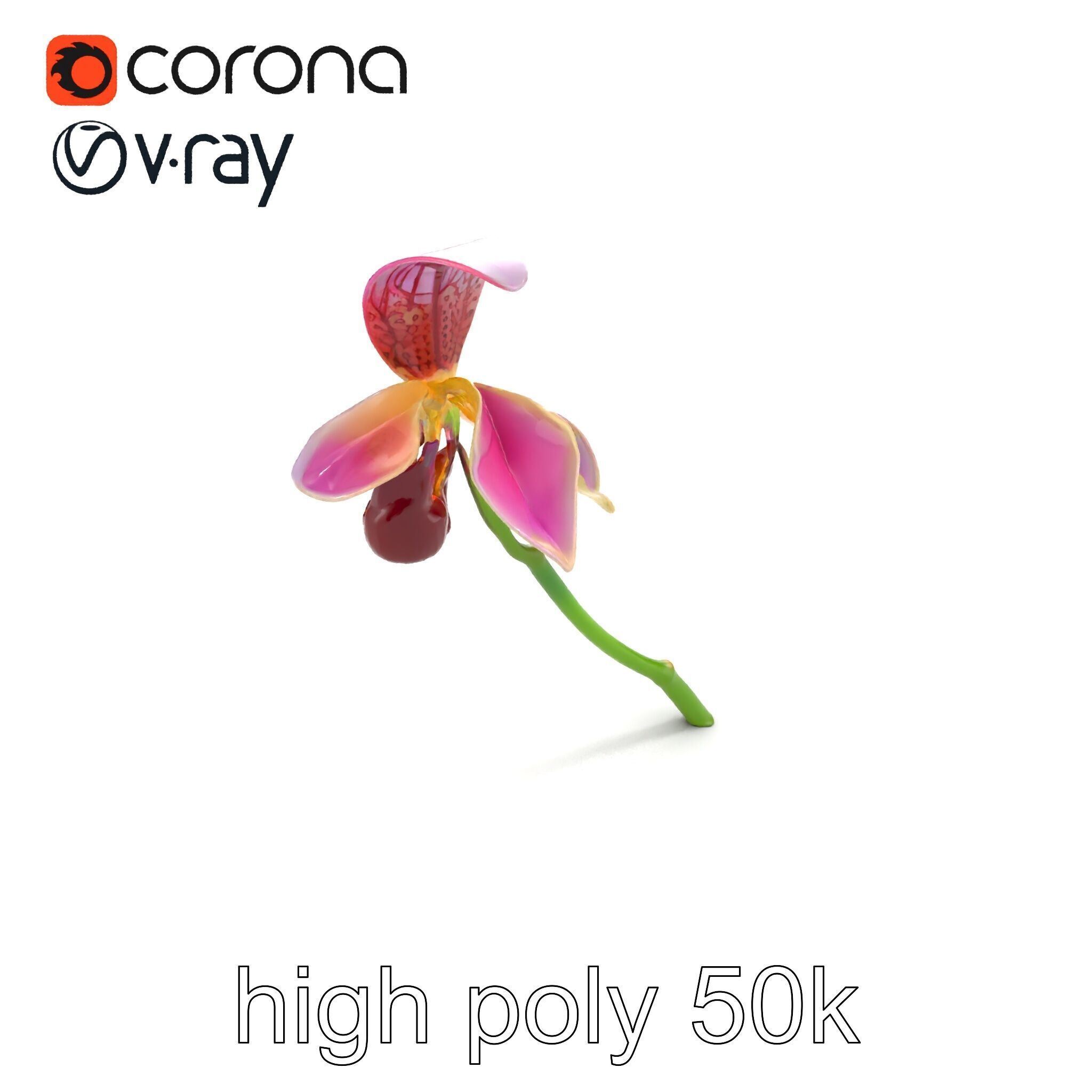 Paphiopedilum Orchid Intriguing Form model pack Low-poly 3D model_12