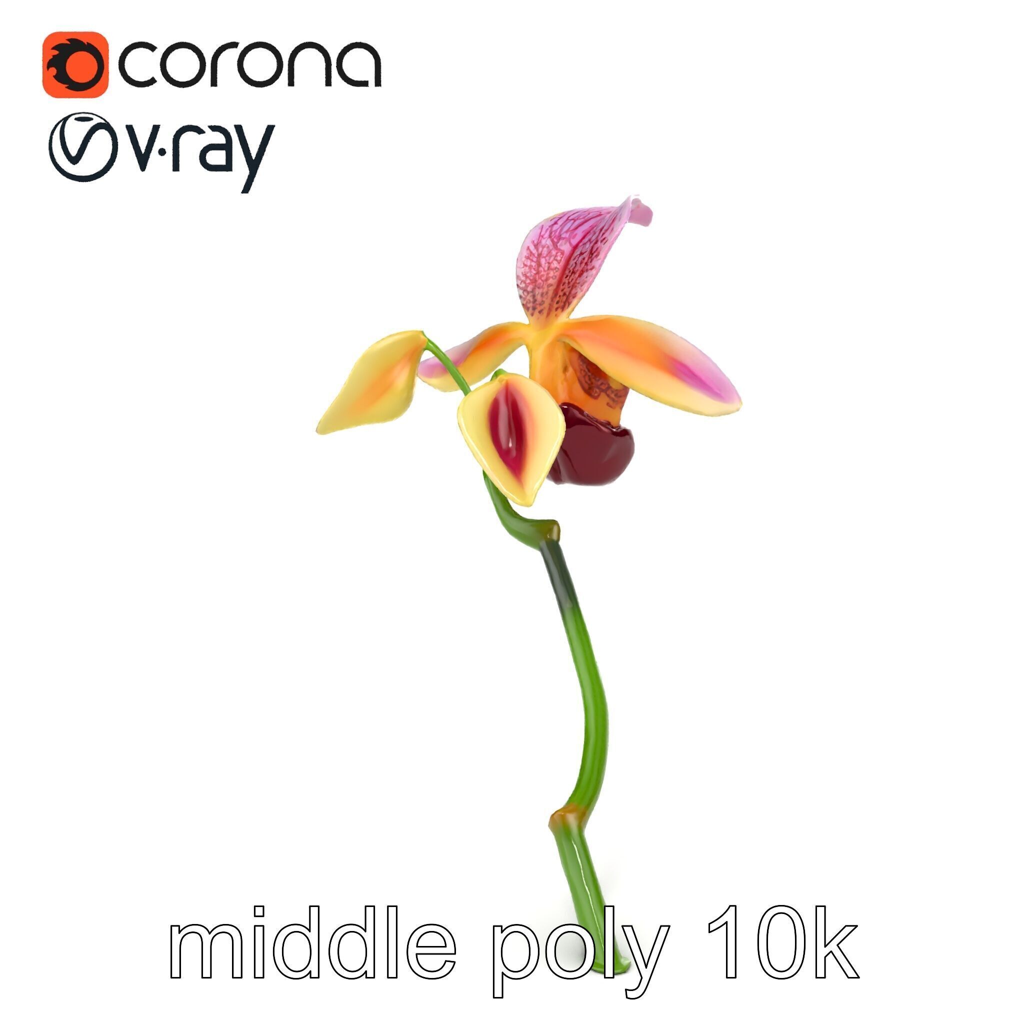 Paphiopedilum Orchid Intriguing Form model pack Low-poly 3D model_13