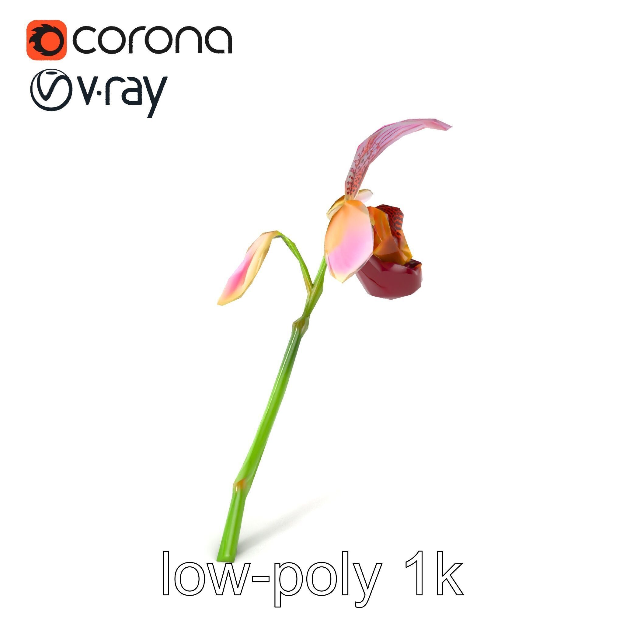 Paphiopedilum Orchid Intriguing Form model pack Low-poly 3D model_5