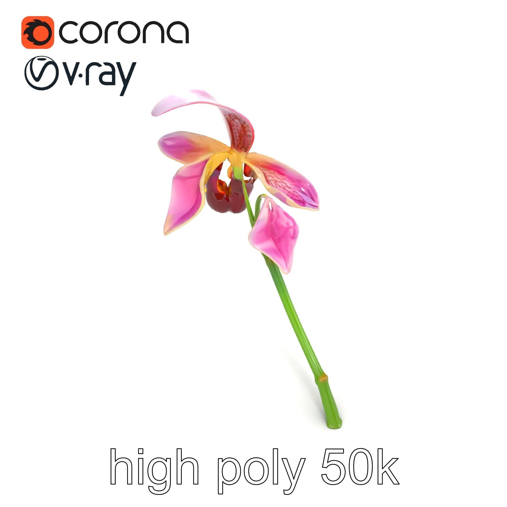 Paphiopedilum Orchid Intriguing Form model pack Low-poly 3D model_32