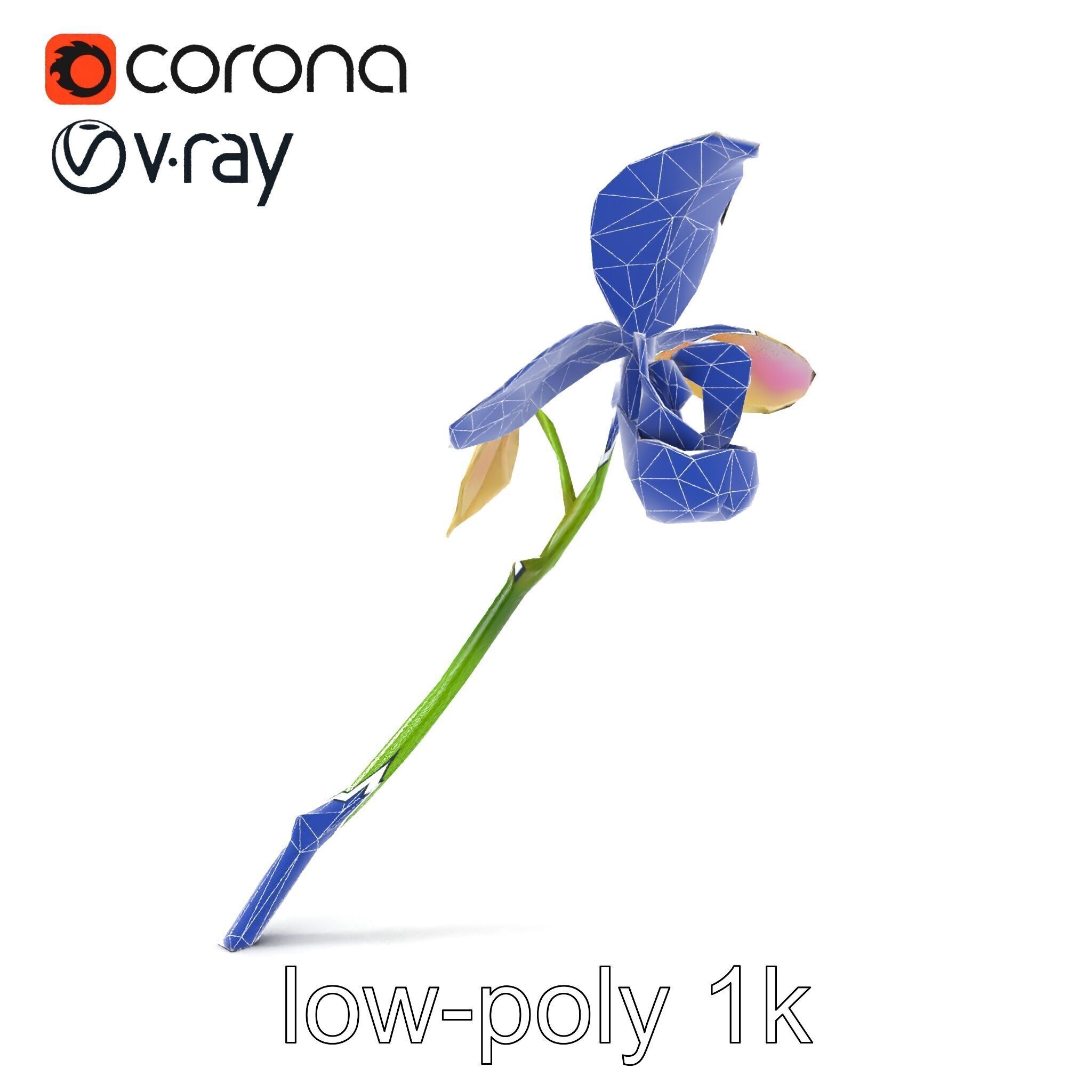 Paphiopedilum Orchid Intriguing Form model pack Low-poly 3D model_31