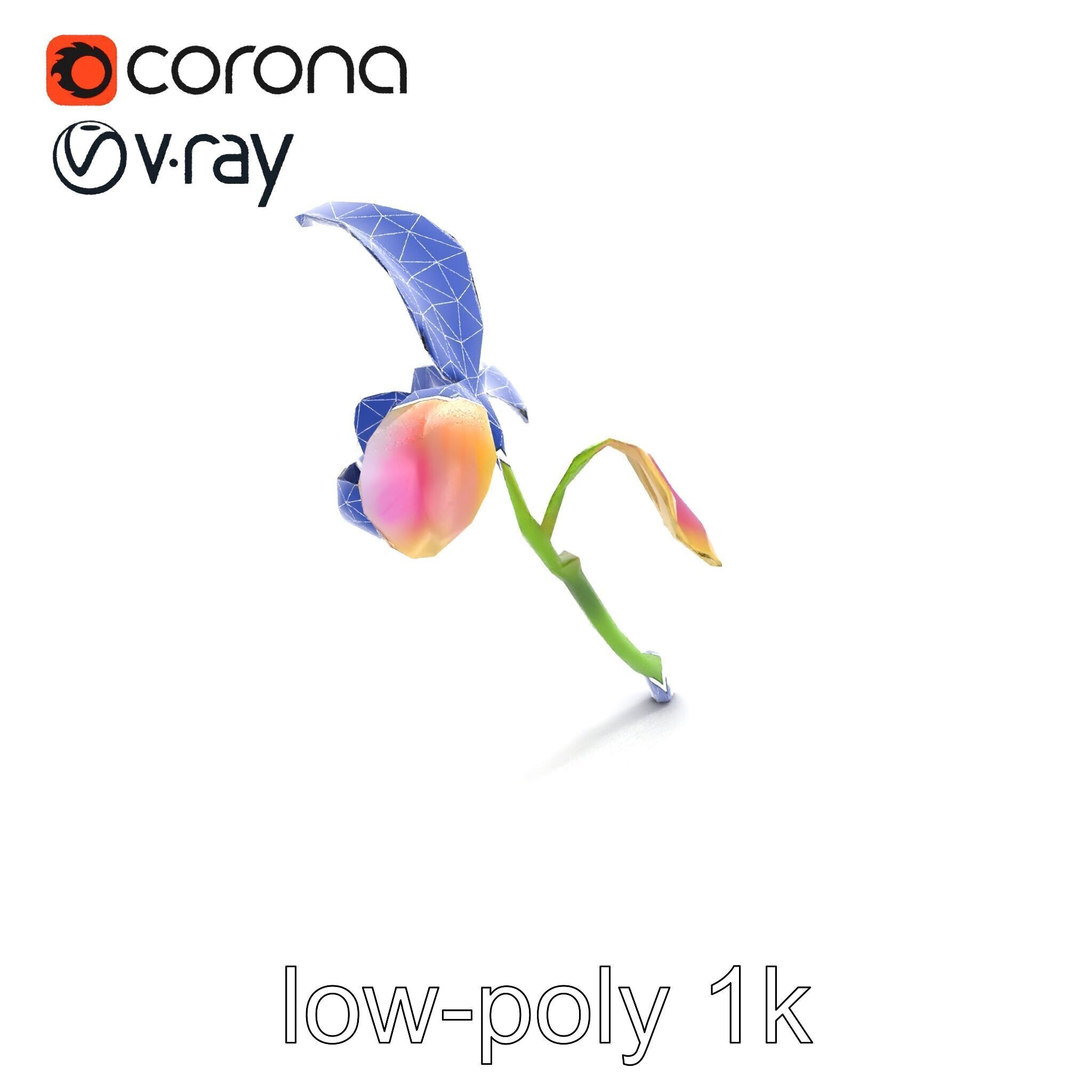 Paphiopedilum Orchid Intriguing Form model pack Low-poly 3D model_15