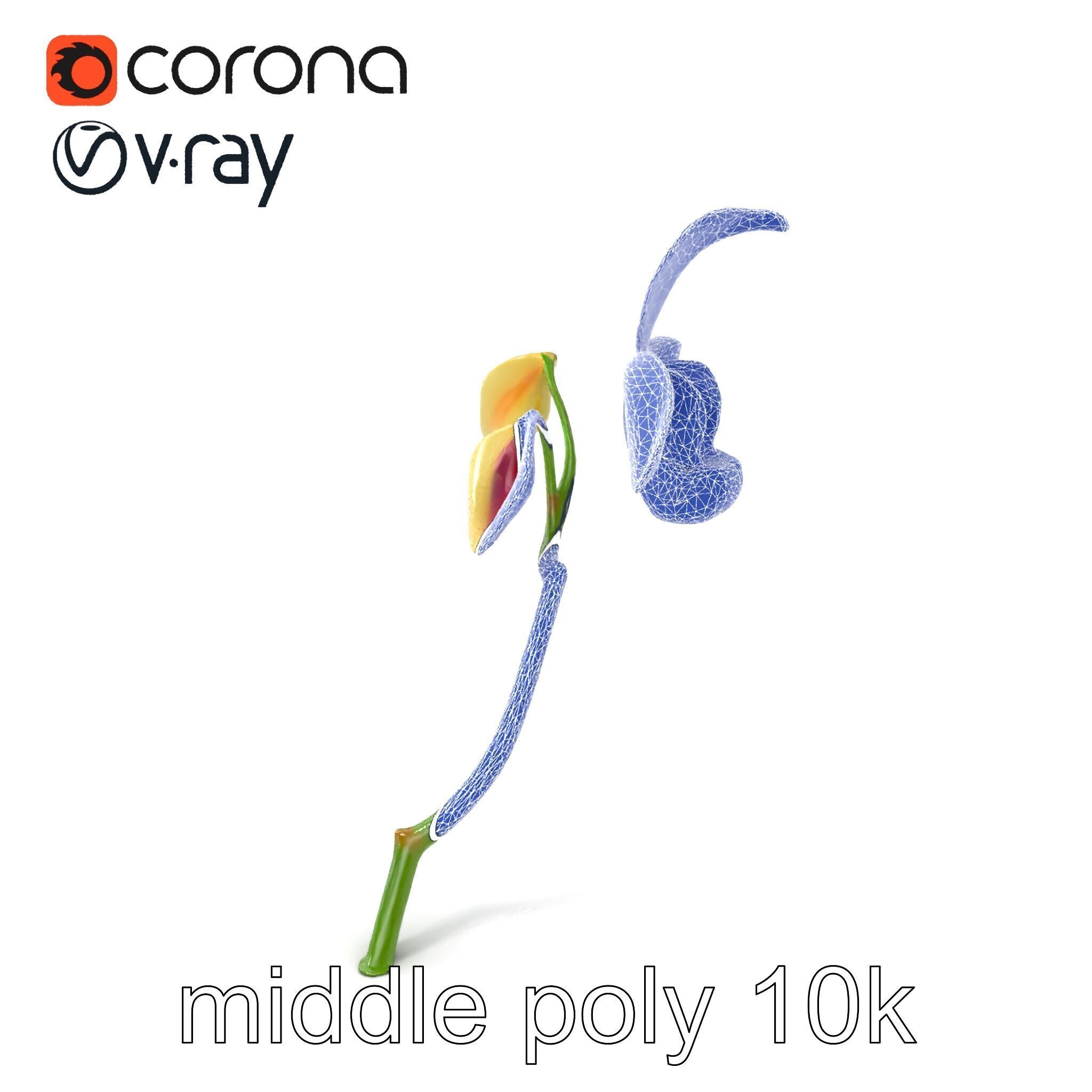 Paphiopedilum Orchid Intriguing Form model pack Low-poly 3D model_6