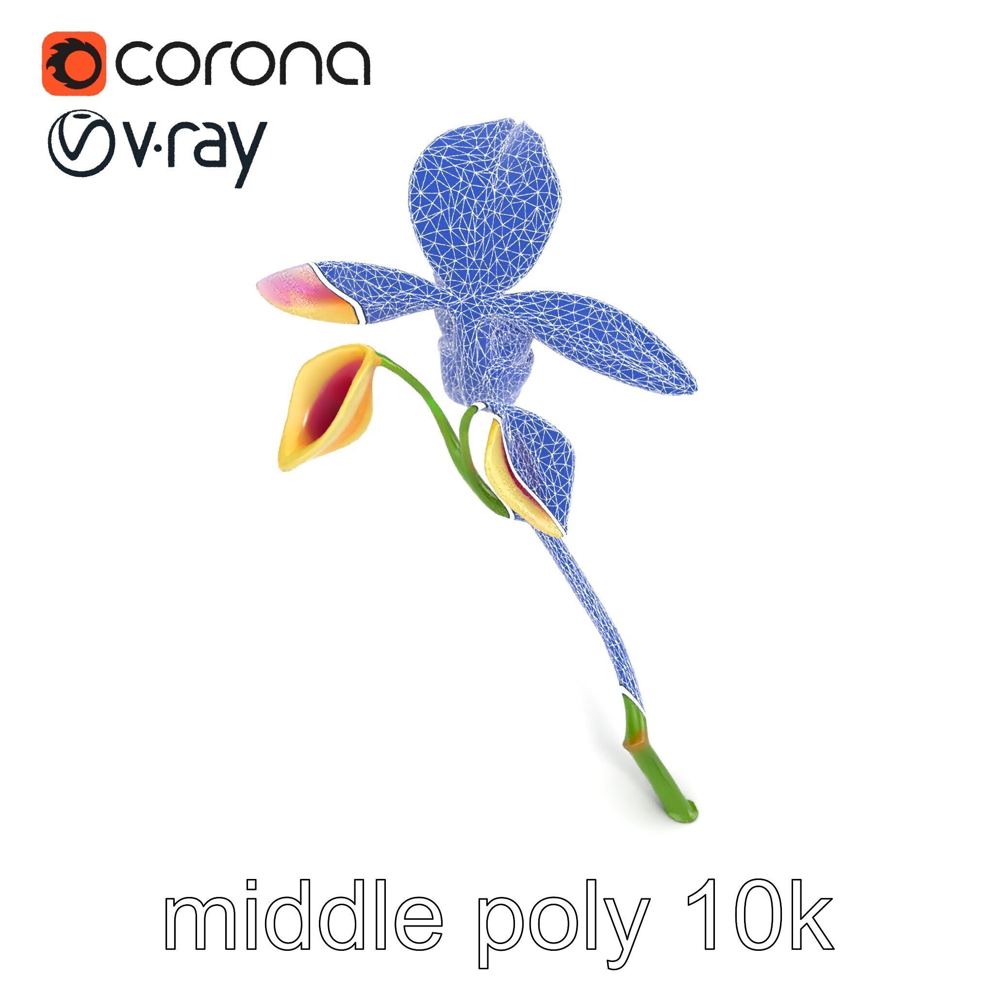 Paphiopedilum Orchid Intriguing Form model pack Low-poly 3D model_26