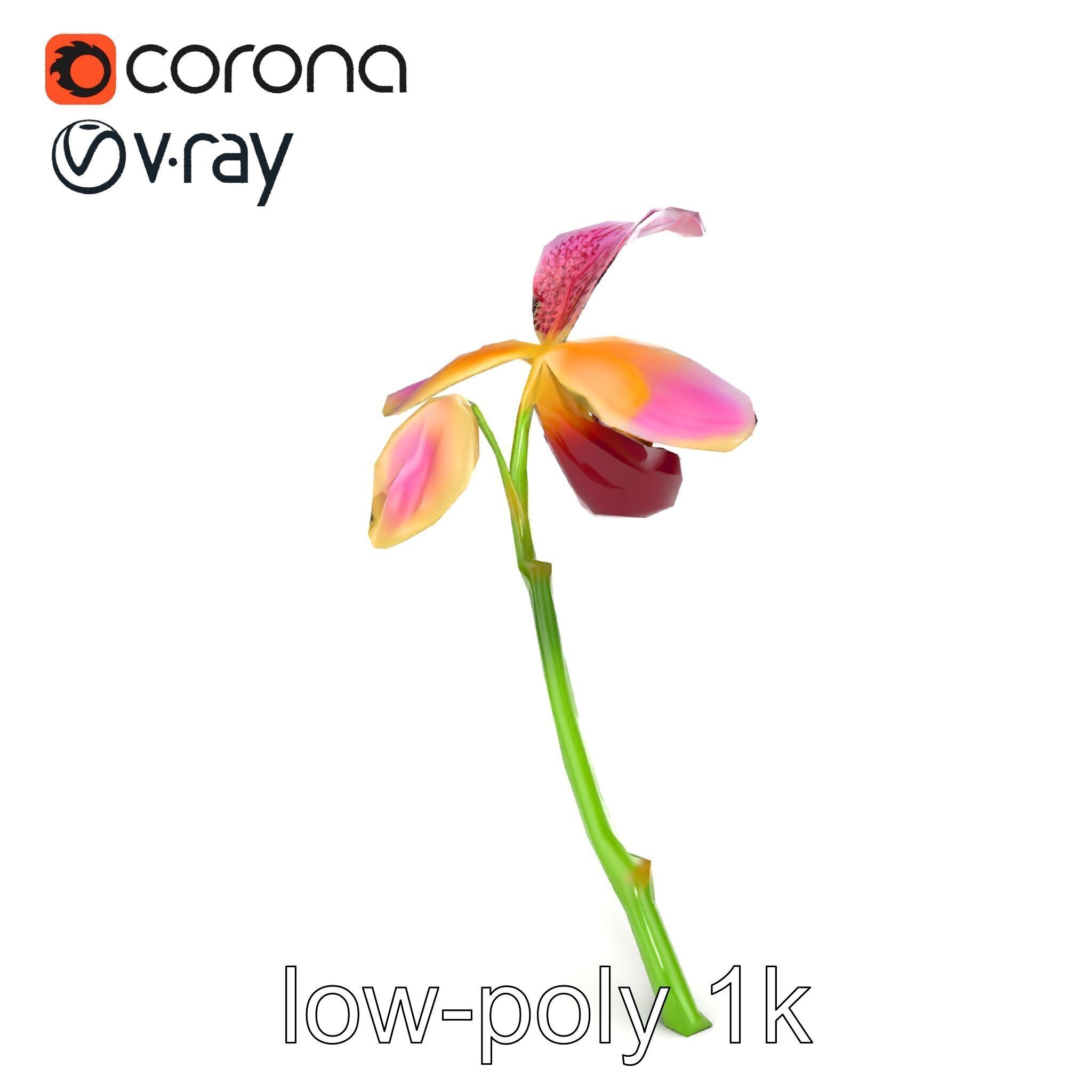 Paphiopedilum Orchid Intriguing Form model pack Low-poly 3D model_21